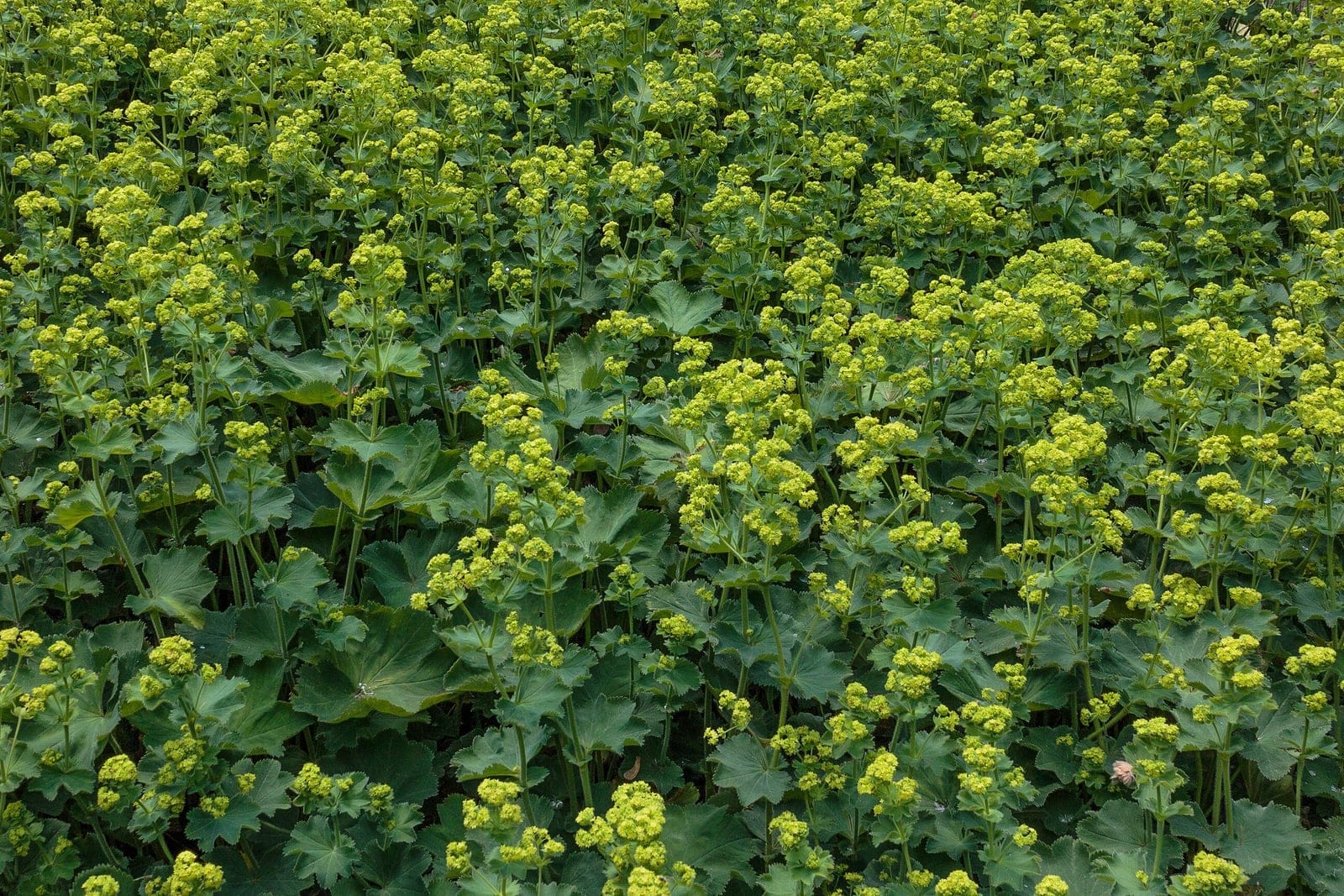 Lady's mantle (Alchemilla mollis) - airy, frothy sprays of tiny chartreuse-green flowers held above the foliage in early summer, softly hairy, pleated, rounded, scalloped leaves characteristic of lady's mantle, dense clump-forming / drifting perennial habit, foliage and flowers filling the frame.