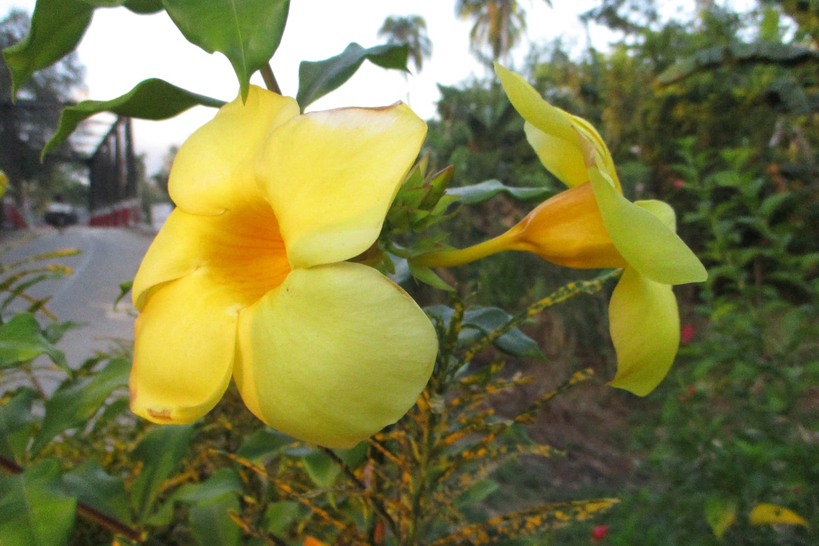 Golden trumpet (Allamanda cathartica): two golden-yellow trumpet flowers below green leaves, one facing forward with five broad rounded lobes and an orange throat, one in profile showing its long narrow tube, in a village garden on Buton Island, Indonesia.