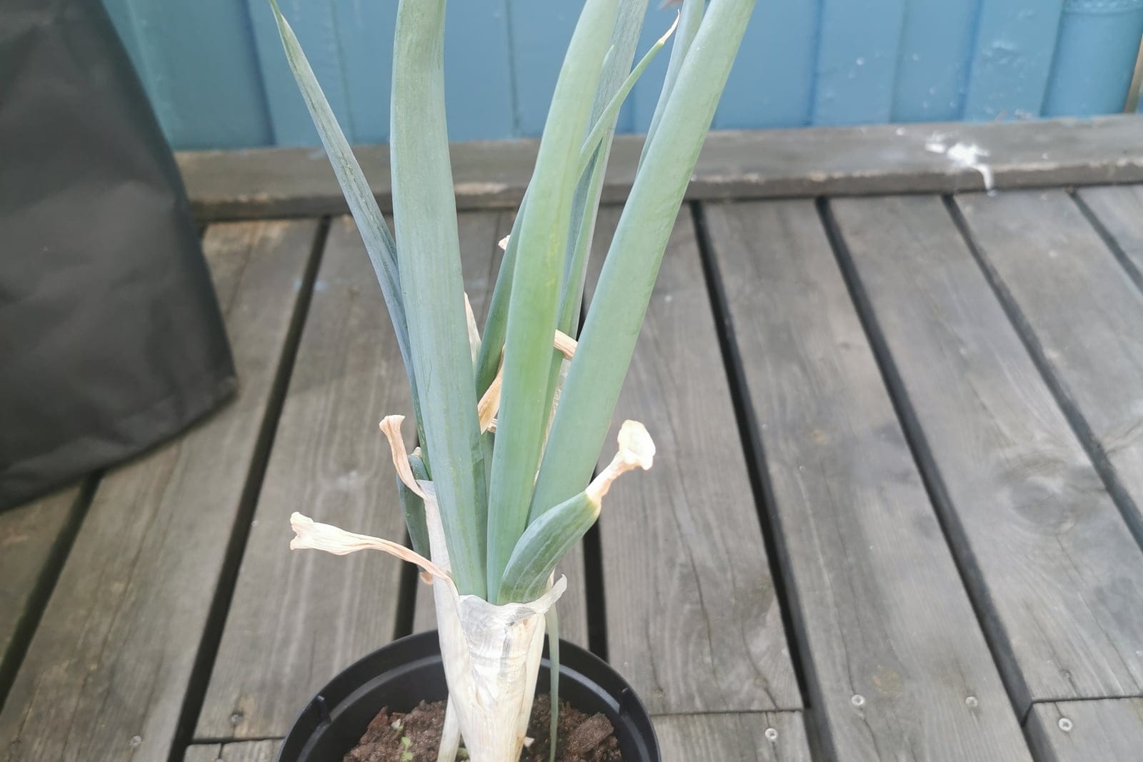 A single leek plant (Allium ampeloprasum Porrum Group) growing in a pot, showing the thick blanched white cylindrical stalk and the fan of flat blue-green strap-like leaves.
