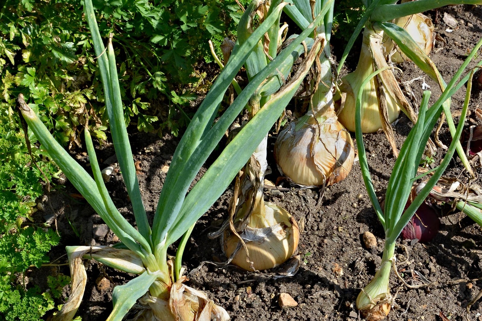 Cebolla (Allium cepa) - una hilera de plantas de cebolla maduras en el huerto, con los bulbos dorados y engrosados asomando sobre el suelo bajo las hojas tubulares de color verde azulado ya vencidas, en un estado próximo a la cosecha.