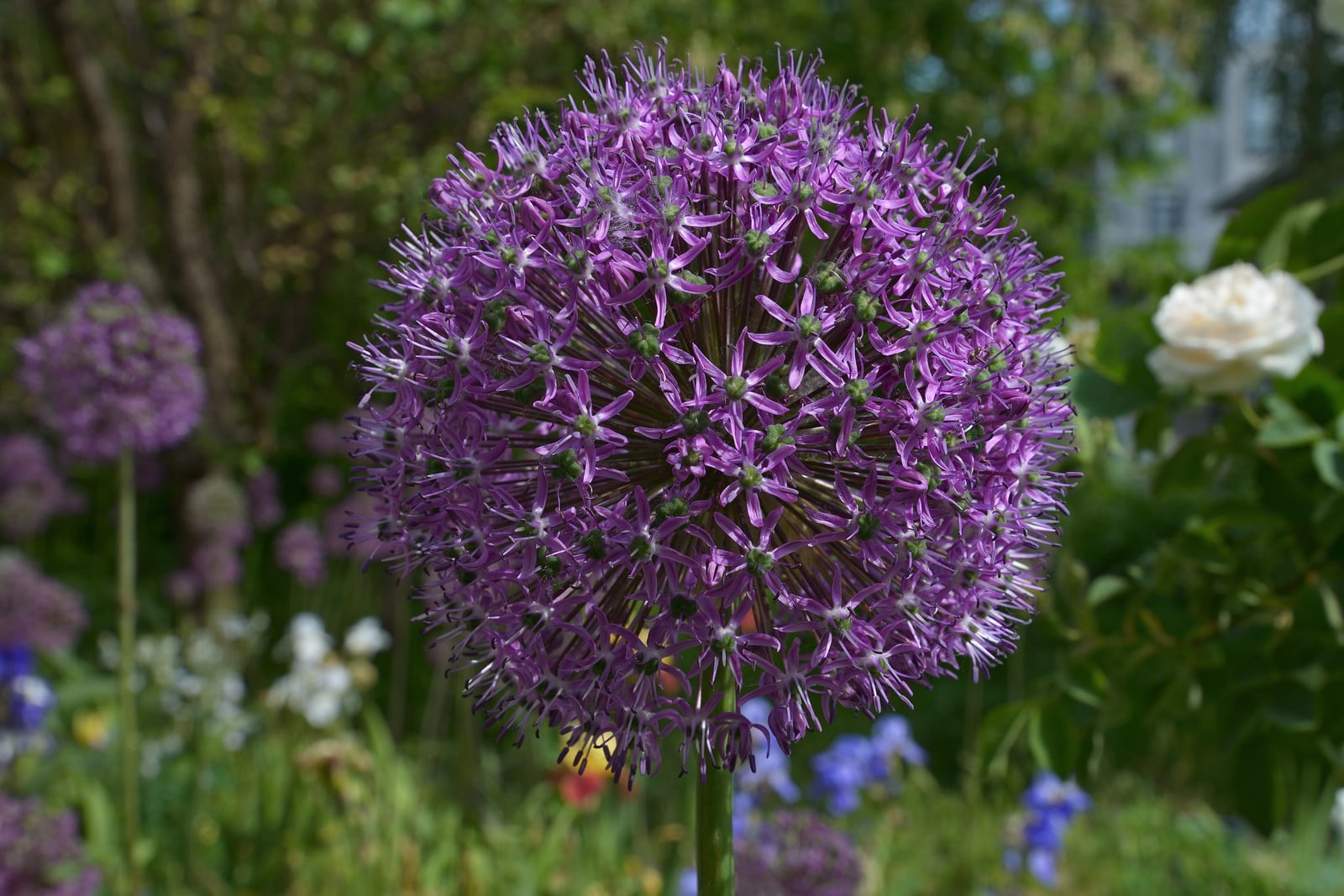 Une seule tête florale d'ail géant (Allium giganteum) au centre du cadre : une boule dense et parfaitement ronde de centaines de petites fleurs pourpres en étoile au cœur vert, portée par une tige verte, épaisse et nue, devant un massif de jardin flou avec d'autres têtes violettes d'ail, des iris bleus et une rose blanche.