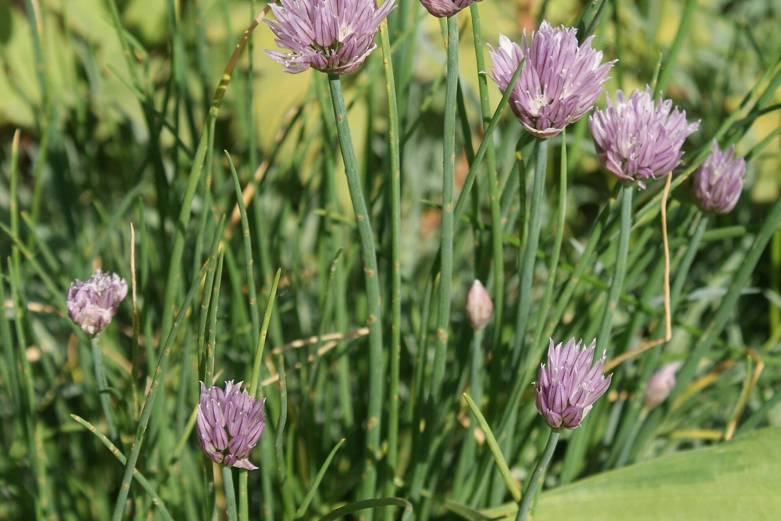 Chives (Allium schoenoprasum) - a flowering clump, a dense mound of slender hollow tubular leaves topped by lavender-pink globe-shaped flower heads.