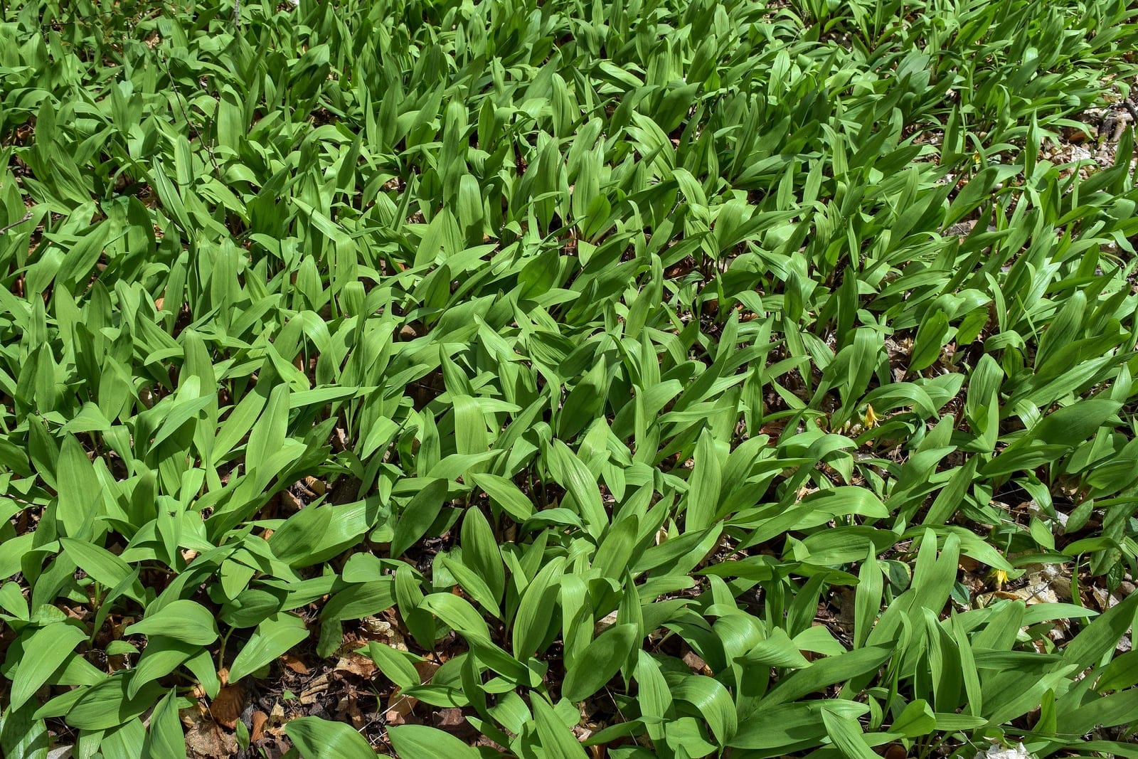 A dense spring colony of ramps (Allium tricoccum) carpeting a forest floor with broad, smooth, elliptical green basal leaves.