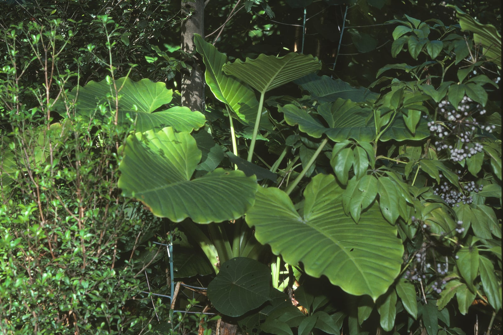 A mature cunjevoi (Alocasia brisbanensis) in rainforest undergrowth at Mount Glorious, Queensland: six or more huge, broad, arrow-shaped leaves with wavy edges and pale veins, held out on long, pale green stalks from a central clump, with shrubs crowding in on both sides.