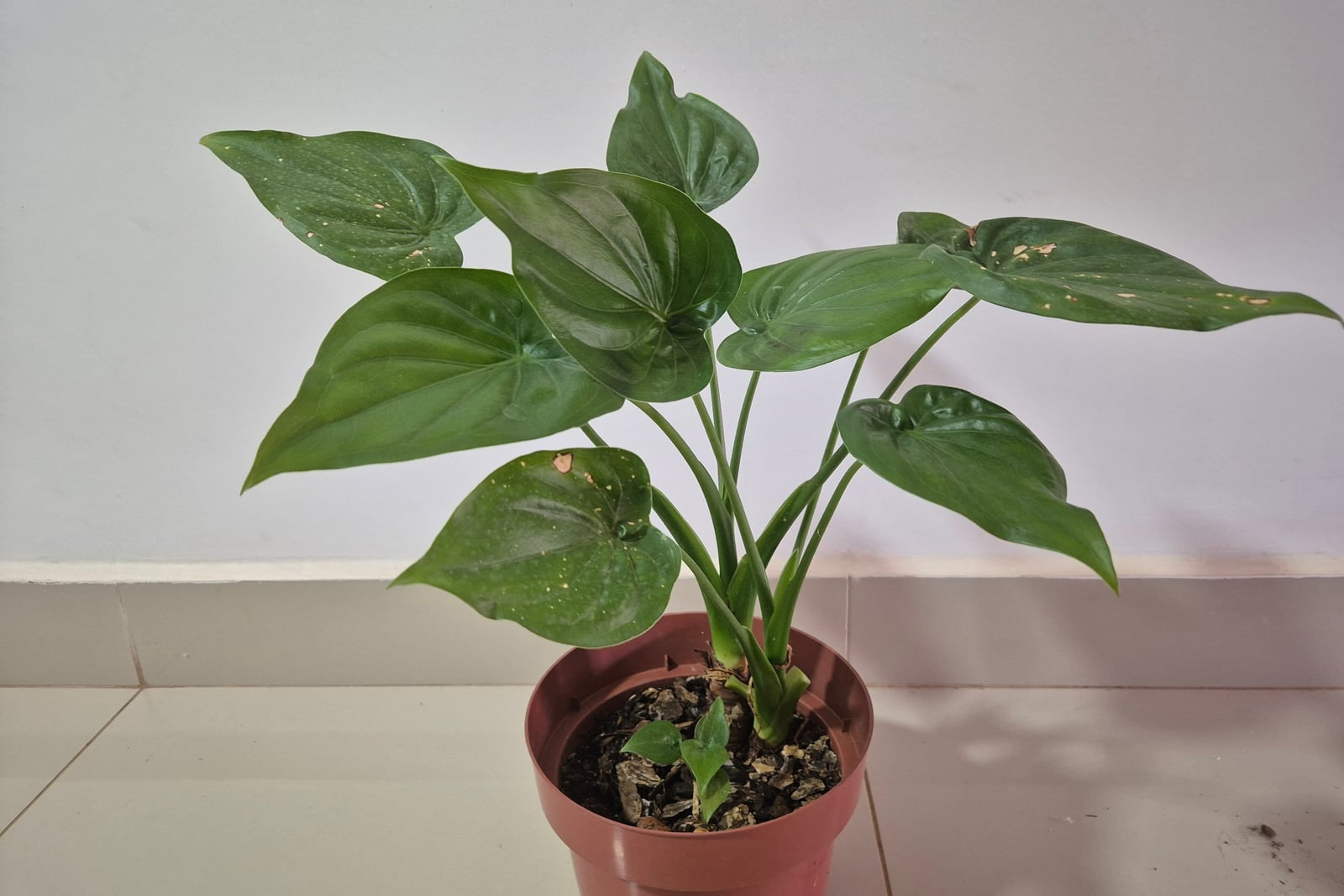 A young Chinese taro (Alocasia cucullata) in a reddish-brown plastic pot against a white wall: about ten glossy, deep green, heart-shaped leaves with pointed tips rise on long, smooth green stalks from a short stem, a small new shoot grows from the bark mulch beside it, and a few leaves carry pale specks and small tan marks.