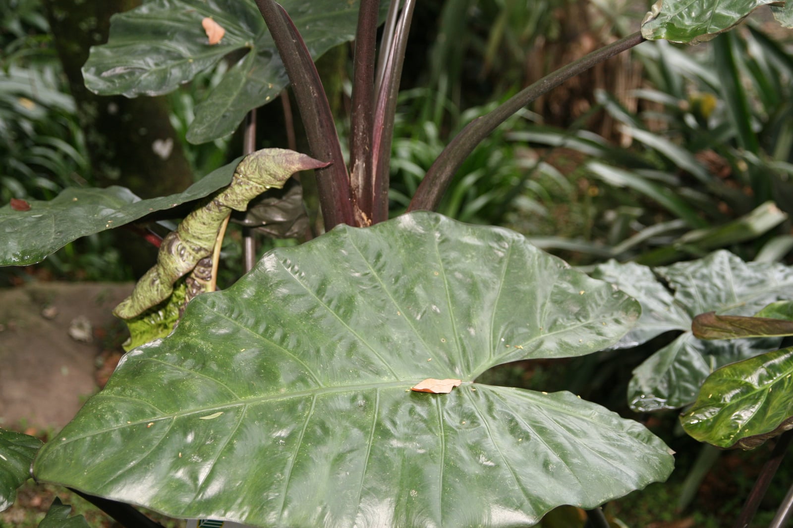 Indian taro (Alocasia indica) in the dark-stalked form grown as var. metallica: a broad, glossy, dark green, heart-shaped leaf with a wavy edge and pale veins fills the lower frame, below a cluster of thick, upright, dark maroon-purple leaf stalks, with a curled, mottled green sheath tipped purple at the left and more glossy leaves behind.