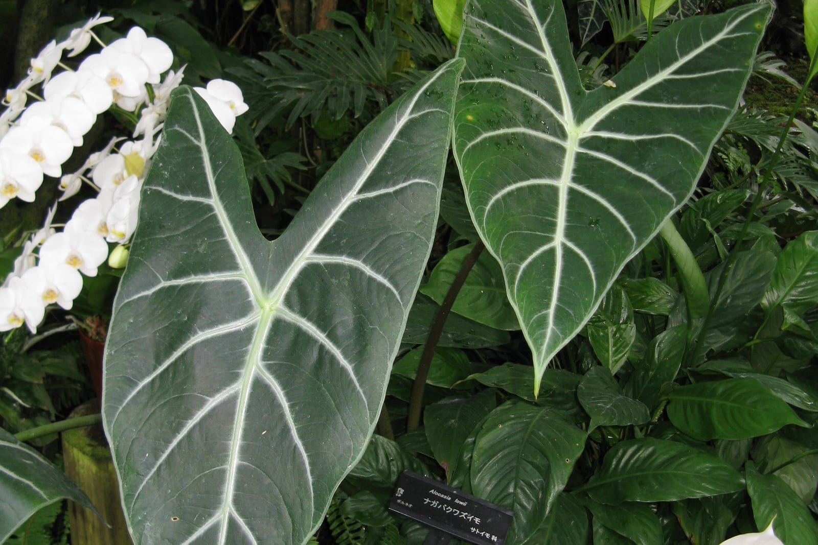 Elephant's ear plant (Alocasia longiloba) under its old name Alocasia lowii on a garden label: two large, arrow-shaped, dark gray-green leaves with prominent silvery-white midribs and side veins, one with its two basal lobes spread wide, on a dark leaf stalk, among peace lilies and white moth orchids in a glasshouse.