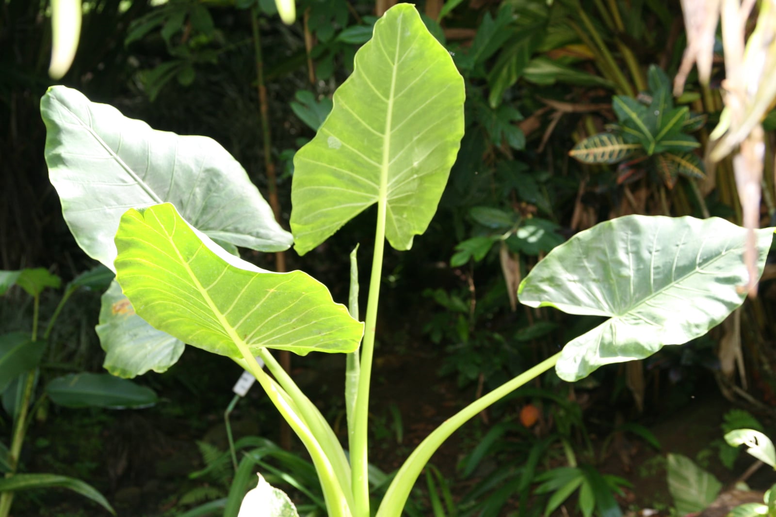 A young giant taro (Alocasia macrorrhizos) with about five broad, arrow-shaped leaves held upright on long, smooth, pale green stalks, sunlight shining through two of them to show their pale veins, a rolled new leaf rising in the centre, in front of dark tropical garden foliage with a yellow-veined croton at the upper right.