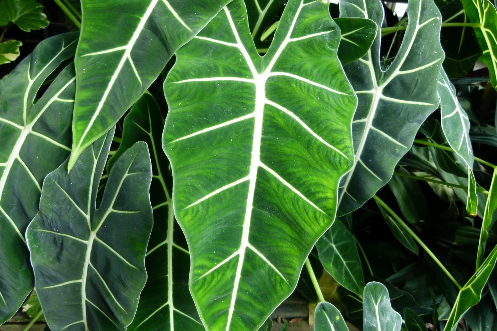 Green velvet alocasia (Alocasia micholitziana): a close view of several narrow, arrow-shaped leaves hanging tip down, deep green and velvety with thick, bright white midribs and side veins and gently wavy edges, the leaf in the centre a brighter green with darker feathery markings.