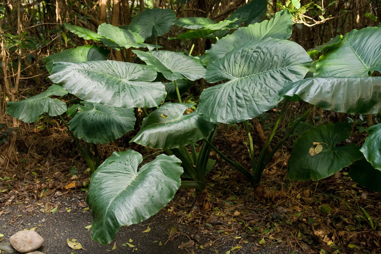 A clump of Asian taro (Alocasia odora) beside a paved path: huge, glossy, mid-green leaves, broadly heart-shaped with wavy edges, pale midribs and evenly spaced side veins, held out on long, stout green stalks from the base of the clump, with raindrops on the leaves and dry leaf litter on the ground.
