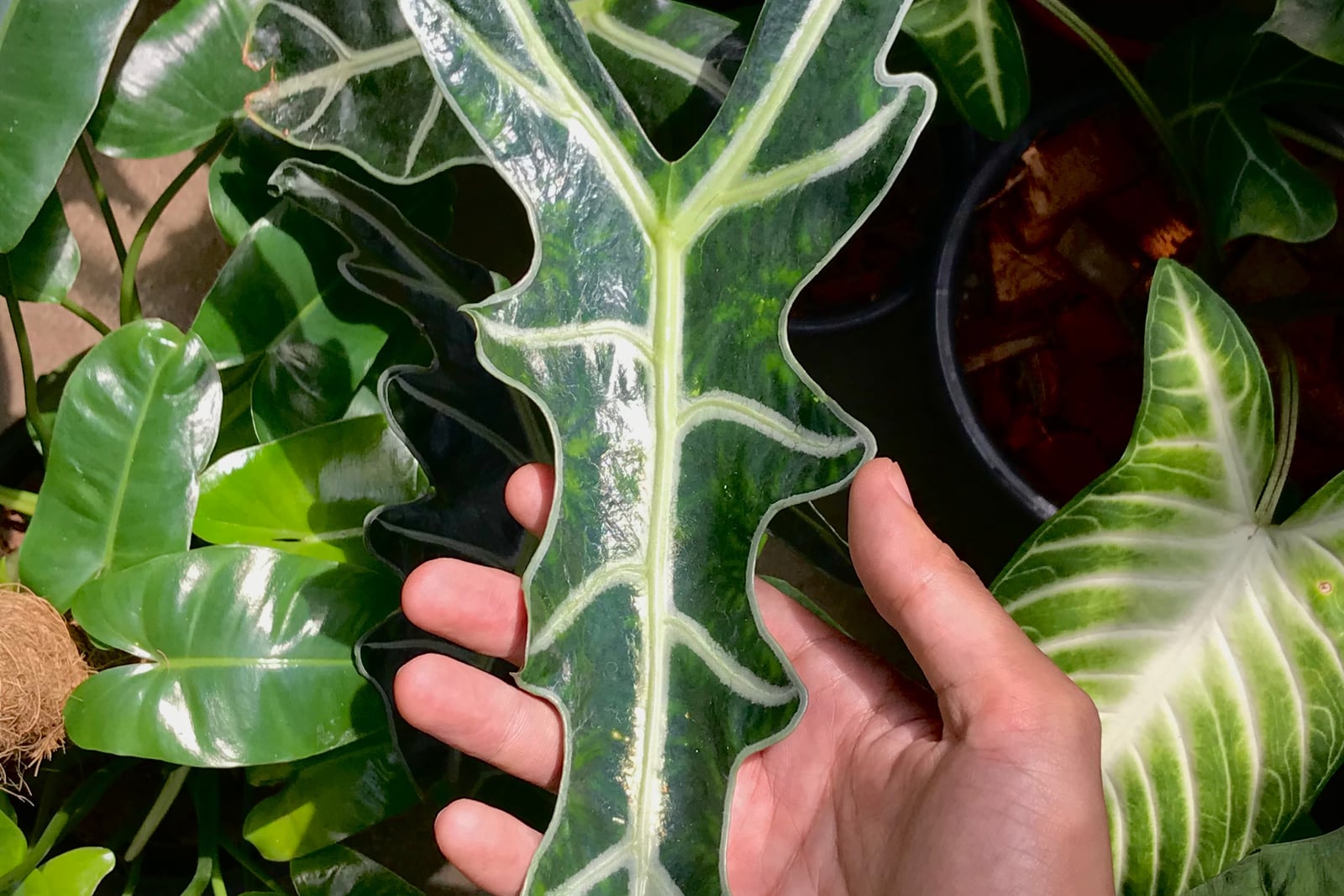 Kris plant (Alocasia sanderiana) leaf held in a hand: a long, arrow-shaped, glossy dark green leaf with deeply scalloped, lobed edges rimmed in silvery green and a thick silvery-white midrib and side veins, among other glossy aroid leaves and a black pot.