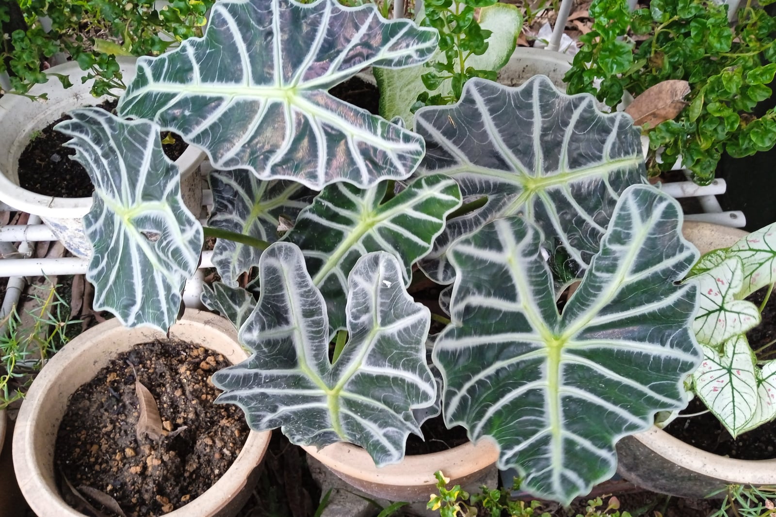 African mask (Alocasia × mortfontanensis) seen from above: a potted clump of arrow-shaped, very dark green leaves with thick, pale lime-white veins and deeply wavy, scalloped edges, among clay pots on a white plant stand, with a white, pink-flecked caladium leaf at the right edge.