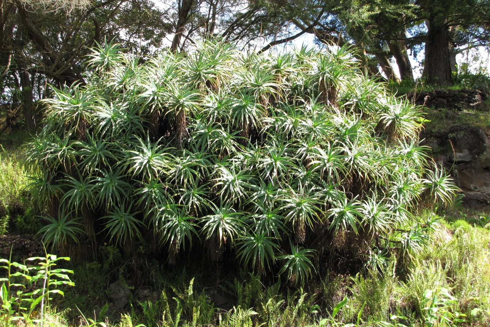 A large multi-stemmed Aloe arborescens shrub with branching stems each topped by a rosette of fleshy, toothed blue-green leaves, growing in a botanical garden.