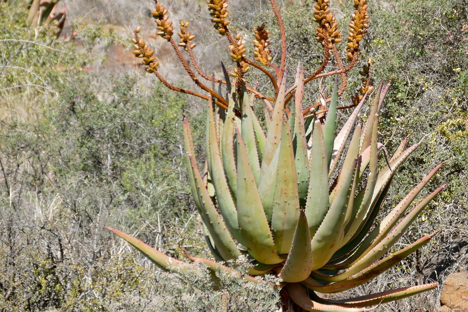 Cape aloe (Aloe ferox) - thick trunk clothed in a skirt of old dried, downturned leaves, dense terminal rosette of thick, blue-green, spiny-margined leaves, tall, branched candelabra spikes of orange-red flowers rising above the rosette.