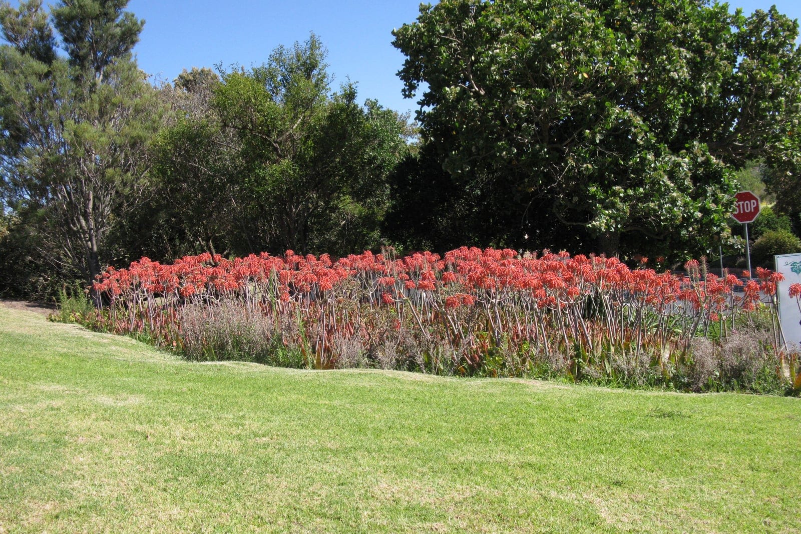 A clump of Aloe maculata succulents with broad, pale-spotted green leaves and tall branched stalks topped by flat-headed clusters of orange-red tubular flowers.