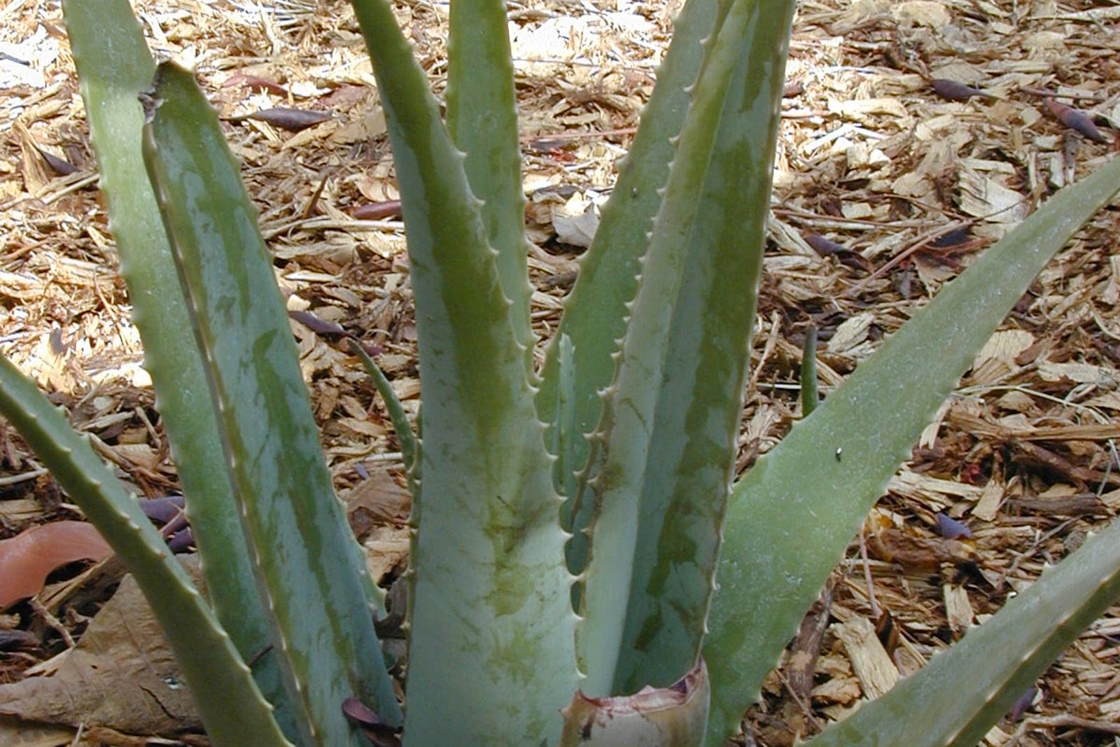 Aloe vera (Aloe vera) - rosette of thick, fleshy succulent leaves radiating from a central base, grey-green to blue-green leaf color with pale spotting toward the base, spiny/toothed leaf margins on tapering, upward-curving leaves.