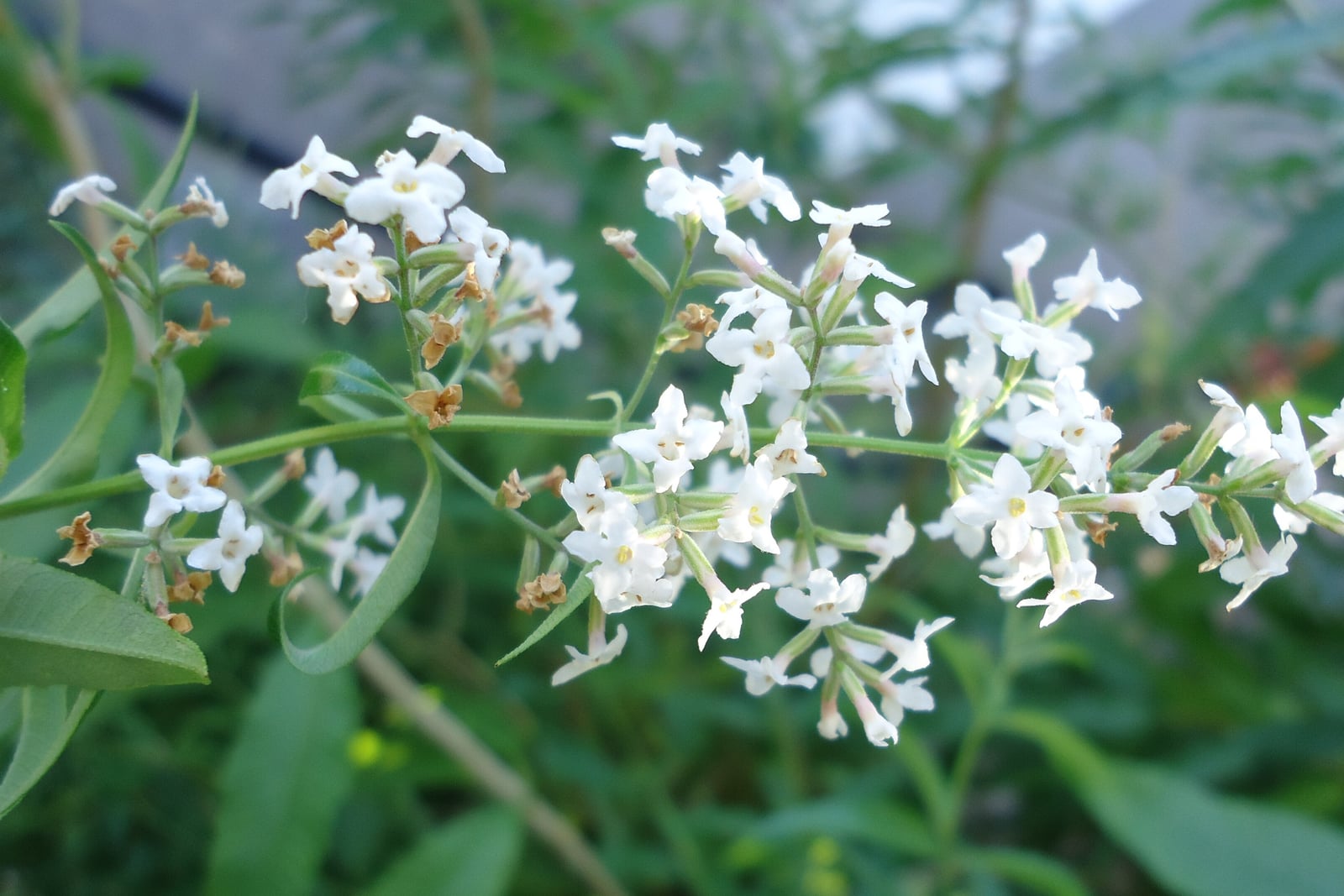 Cedrón (Aloysia citrodora) en flor en la provincia de Buenos Aires, Argentina: ramilletes ramificados de diminutas flores tubulares blancas sobre finos tallos verdes, junto a hojas verdes estrechas y lanceoladas.