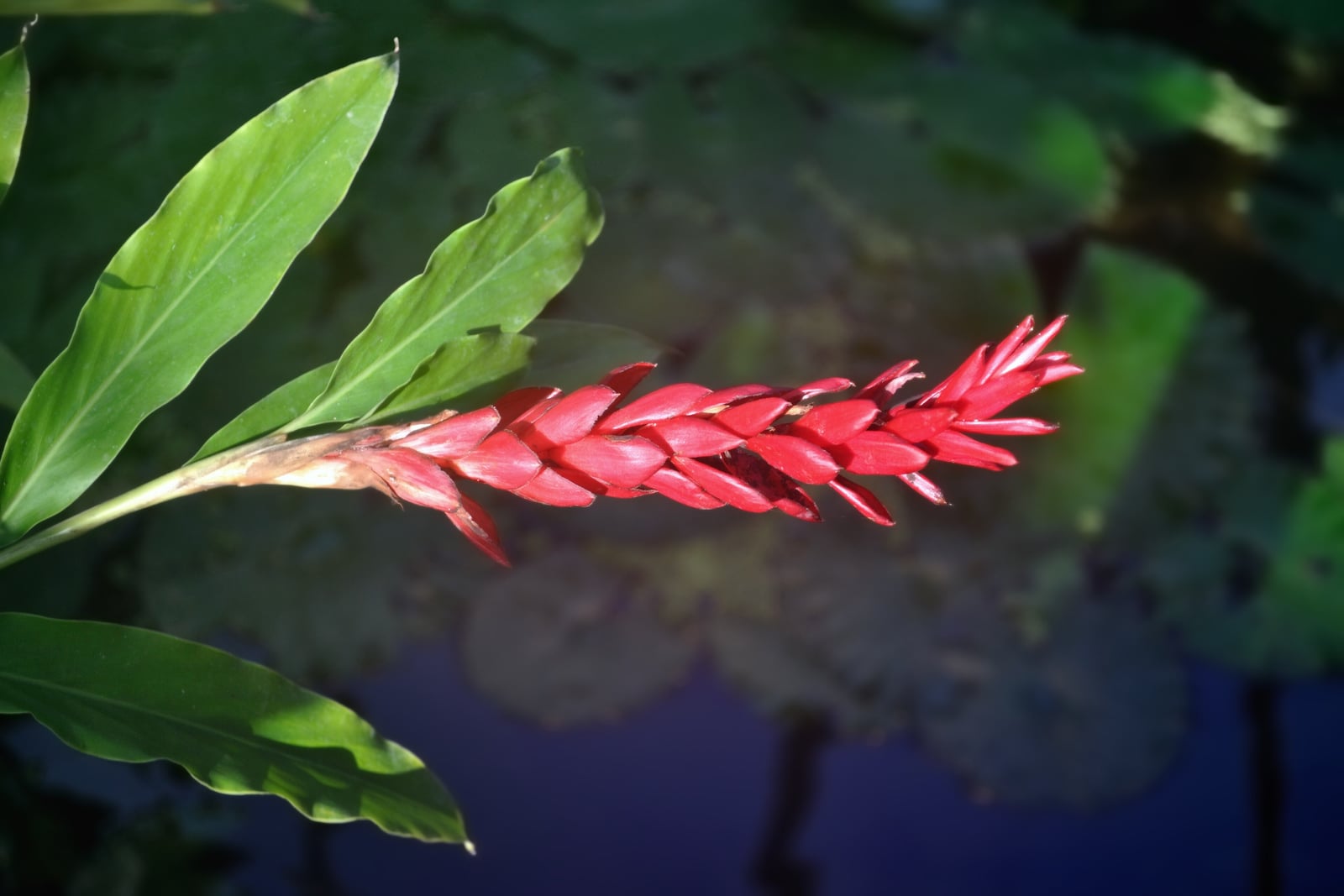 Gingembre rouge (Alpinia purpurata) - un long épi de bractées imbriquées rouge vif, porté de côté sur une tige feuillue, encadré de larges feuilles lancéolées vertes et brillantes sur un fond sombre.