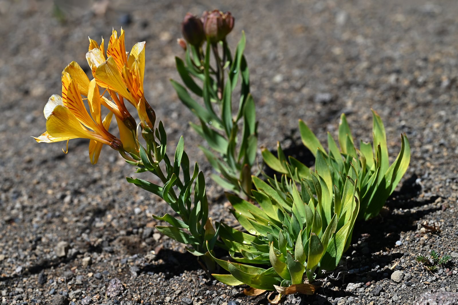 Lirio del Perú (Alstroemeria aurea) creciendo en estado silvestre sobre grava volcánica gris y desnuda en Chile - una mata baja de hojas verdes estrechas y lanceoladas, un tallo inclinado rematado por un racimo de flores de color amarillo dorado con los pétalos superiores veteados de naranja, y un segundo tallo con capullos cerrados de color marrón rojizo.