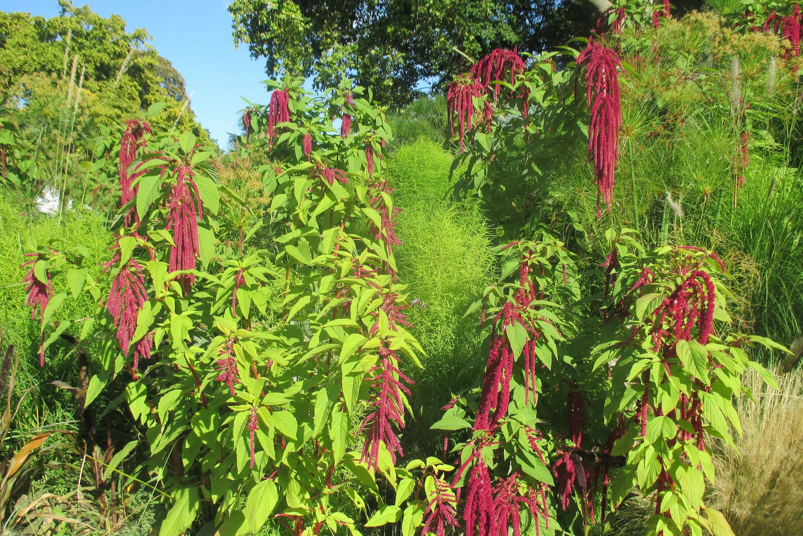 Love-lies-bleeding (Amaranthus caudatus) - long, drooping red flower tassels on a garden planting in the Parc Monceau, Paris.