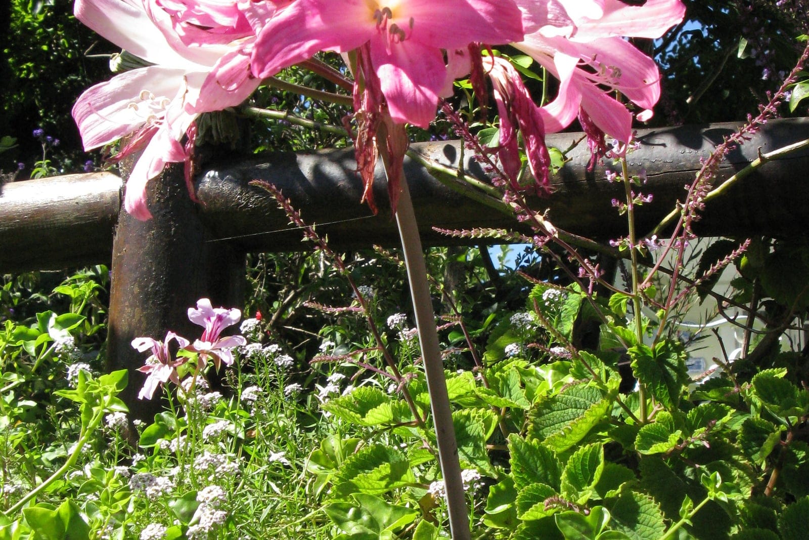 Amaryllis belladonna in bloom: clusters of fragrant pink, funnel-shaped flowers held on bare, leafless stems.
