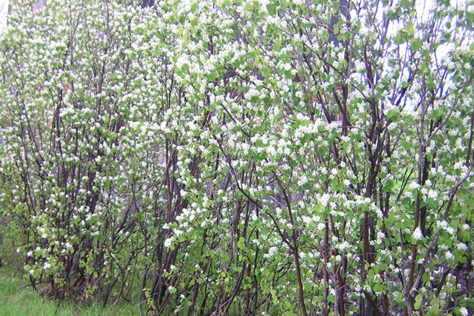 Canadian serviceberry (Amelanchier canadensis) in full spring bloom, with drooping clusters of five-petaled white flowers along branches before leaf emergence.