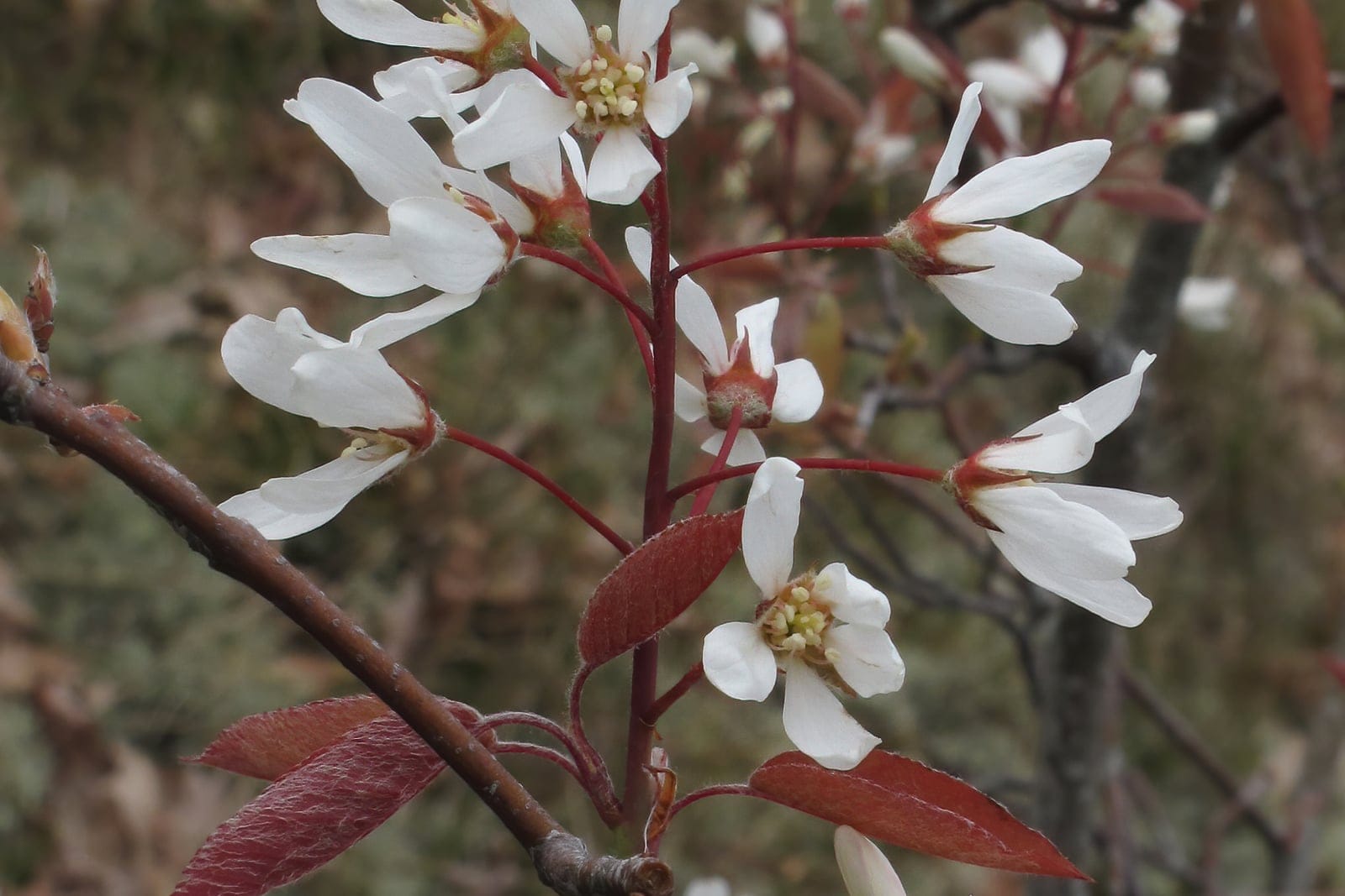 Amelanchier lamarckii en pleine floraison printanière, montrant des grappes de fleurs blanches étoilées et un feuillage naissant rose bronze, photographié sur l'île de Spiekeroog, en Allemagne
