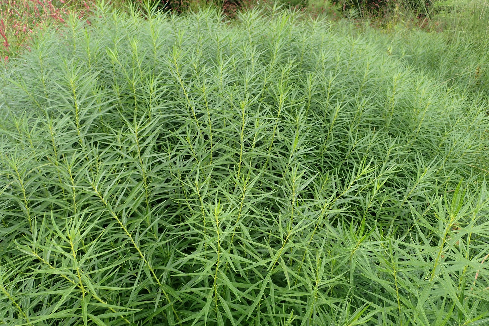 Arkansas blue star (Amsonia hubrichtii) forming a soft, feathery clump of very fine, needle-like threadleaf foliage on upright green stems.