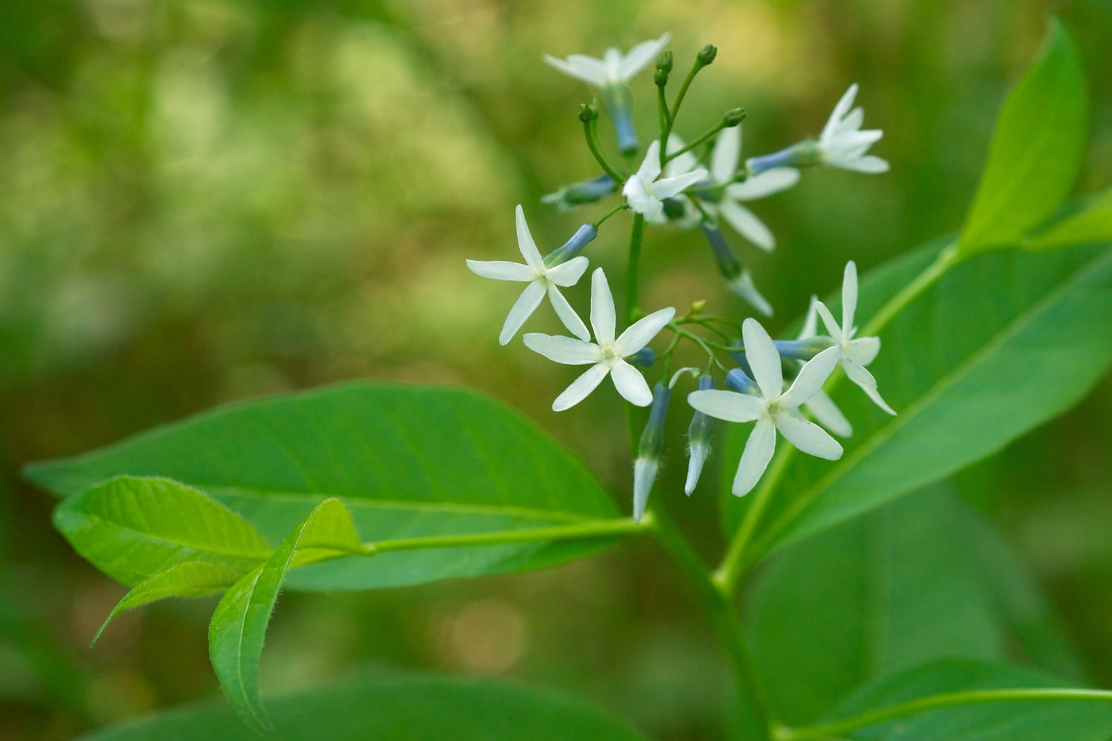 Estrella azul oriental (Amsonia tabernaemontana) en flor sobre un fondo verde suave y desenfocado: un racimo suelto de pequeñas flores casi blancas en forma de estrella de cinco puntas, sobre tubos finos de azul pálido, con botones azules, en lo alto de un tallo por encima de hojas verdes anchas y lanceoladas.
