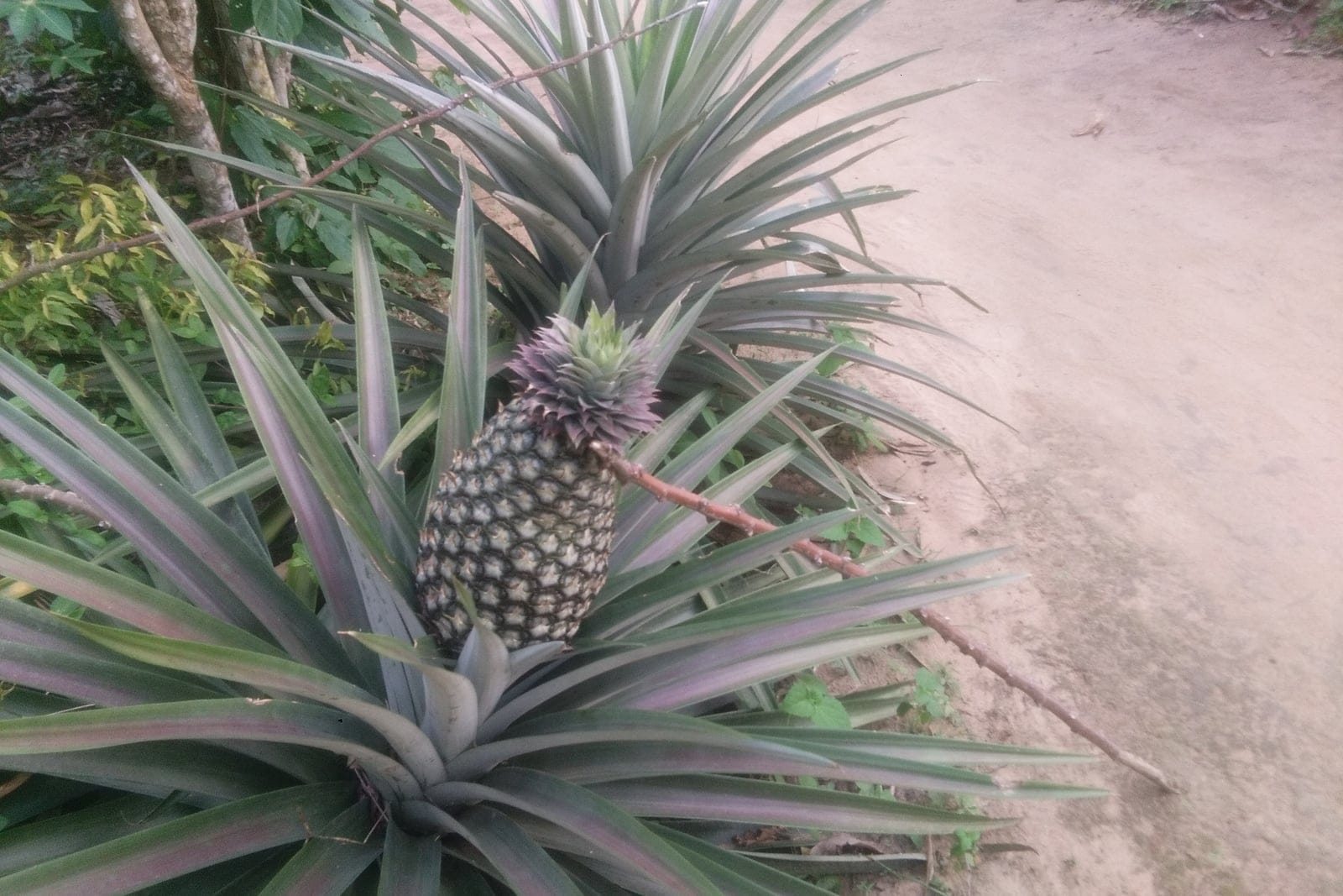 Pineapple (Ananas comosus) - whole-plant habit growing in the ground, the dense ground-level rosette of long, stiff, channeled spiny-margined leaves bearing a single fruit on a short central stalk.