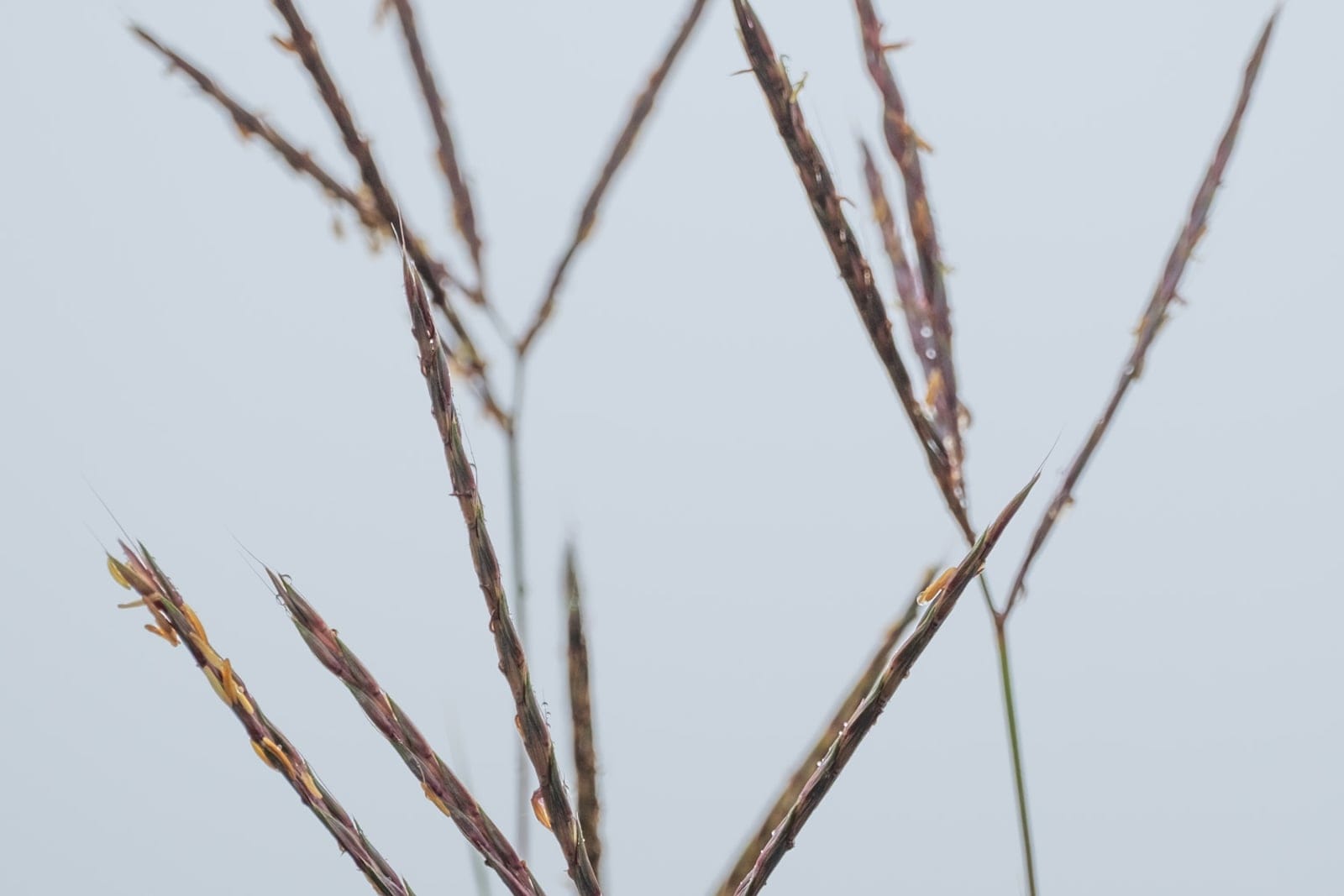 Big bluestem (Andropogon gerardii) showing the three-parted "turkey-foot" purplish-red flowering racemes against the sky.