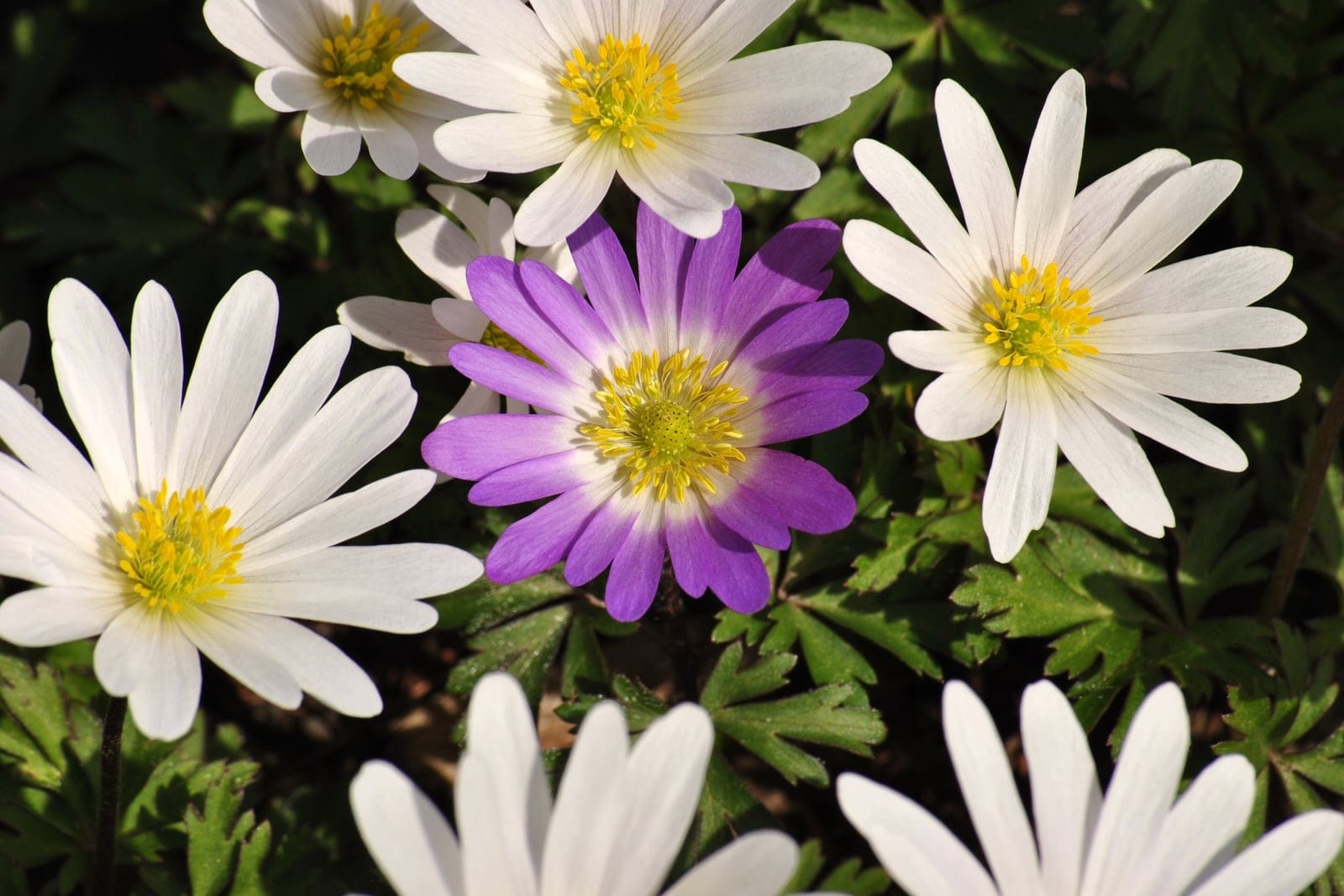 Anémona griega (Anemone blanda) - mancha/mata de flores de numerosos pétalos, parecidas a margaritas, abiertas en plano bajo el sol primaveral (porte tuberoso formador de tapiz), con la forma silvestre azul/violeta y una forma de color blanco presentes, que muestran la gama cromática de la especie, cada una con un botón amarillo de estambres, follaje basal finamente dividido, profundamente hendido y de aspecto de helecho, visible entre las flores.