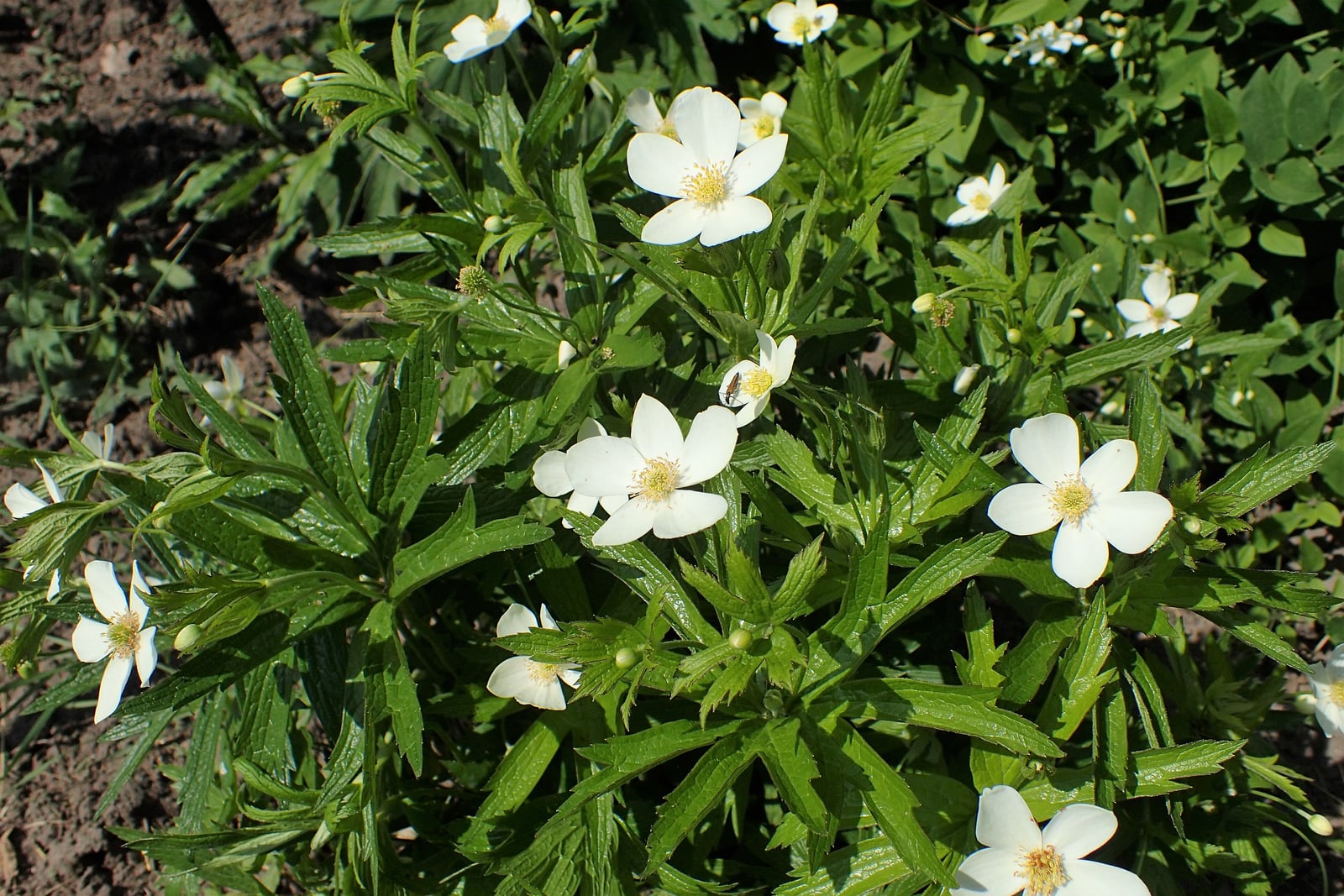 Canada anemone (Anemone canadensis) in flower, white cup-shaped blooms with five petal-like sepals and yellow centers held above deeply cut, sharply toothed palmate leaves.