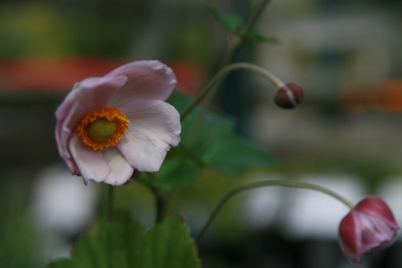 Anêmona-japonesa (Anemone × hybrida) - flor simples rosa-clara, anel de estames amarelo-alaranjado vivo, hastes florais ramificadas e rígidas como arame, botões pendentes.