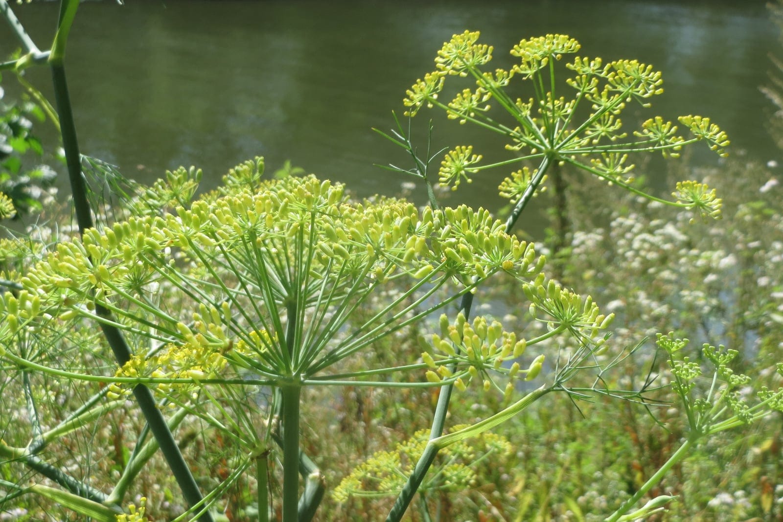 Dill (Anethum graveolens) showing two large, flattened compound umbels of tiny yellow flowers with the umbel rays radiating out from hollow blue-green stems.