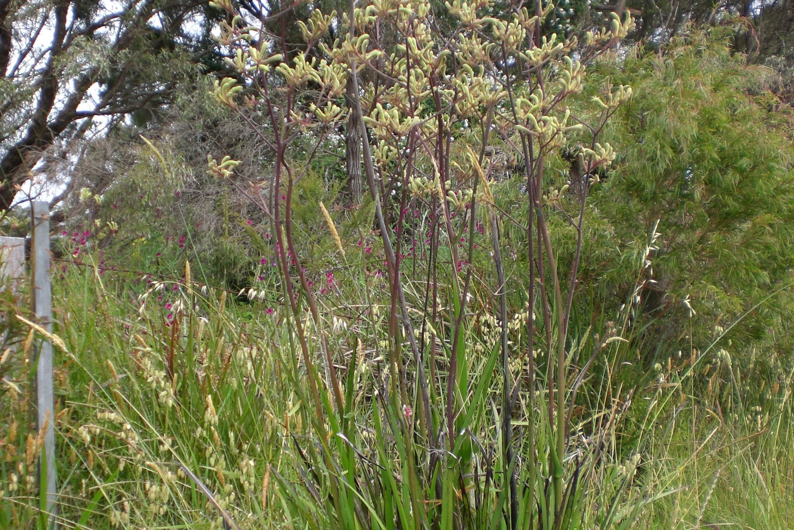 Tall kangaroo paw (Anigozanthos flavidus) growing wild in a roadside gutter near Frenchman's Bay Road, Albany, Western Australia - a clump of long, narrow, strap-like leaves with tall reddish flower stalks topped by branched clusters of pale yellow-green flowers.