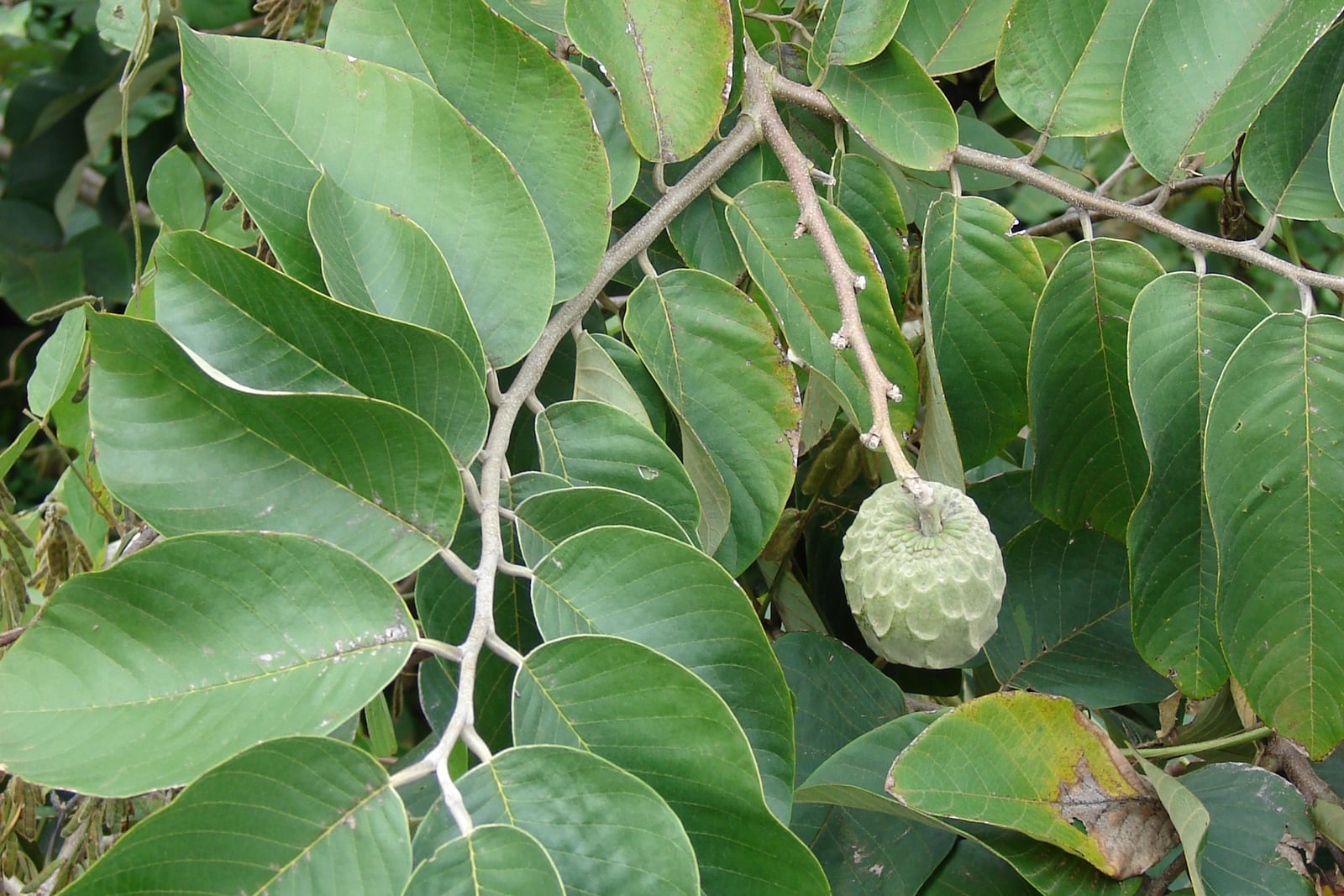 Cherimoya (Annona cherimola) - a green fruit with scale-like markings on its skin, hanging among large elliptic leaves, at Keokea, Maui, Hawaii.