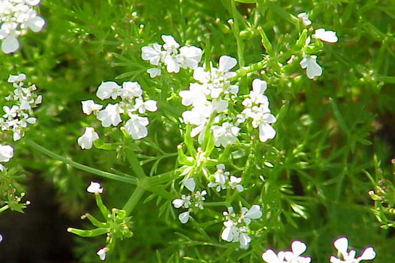 Flowering chervil (Anthriscus cerefolium): clusters of small white flowers in loose umbels above finely divided, feathery bright-green foliage.