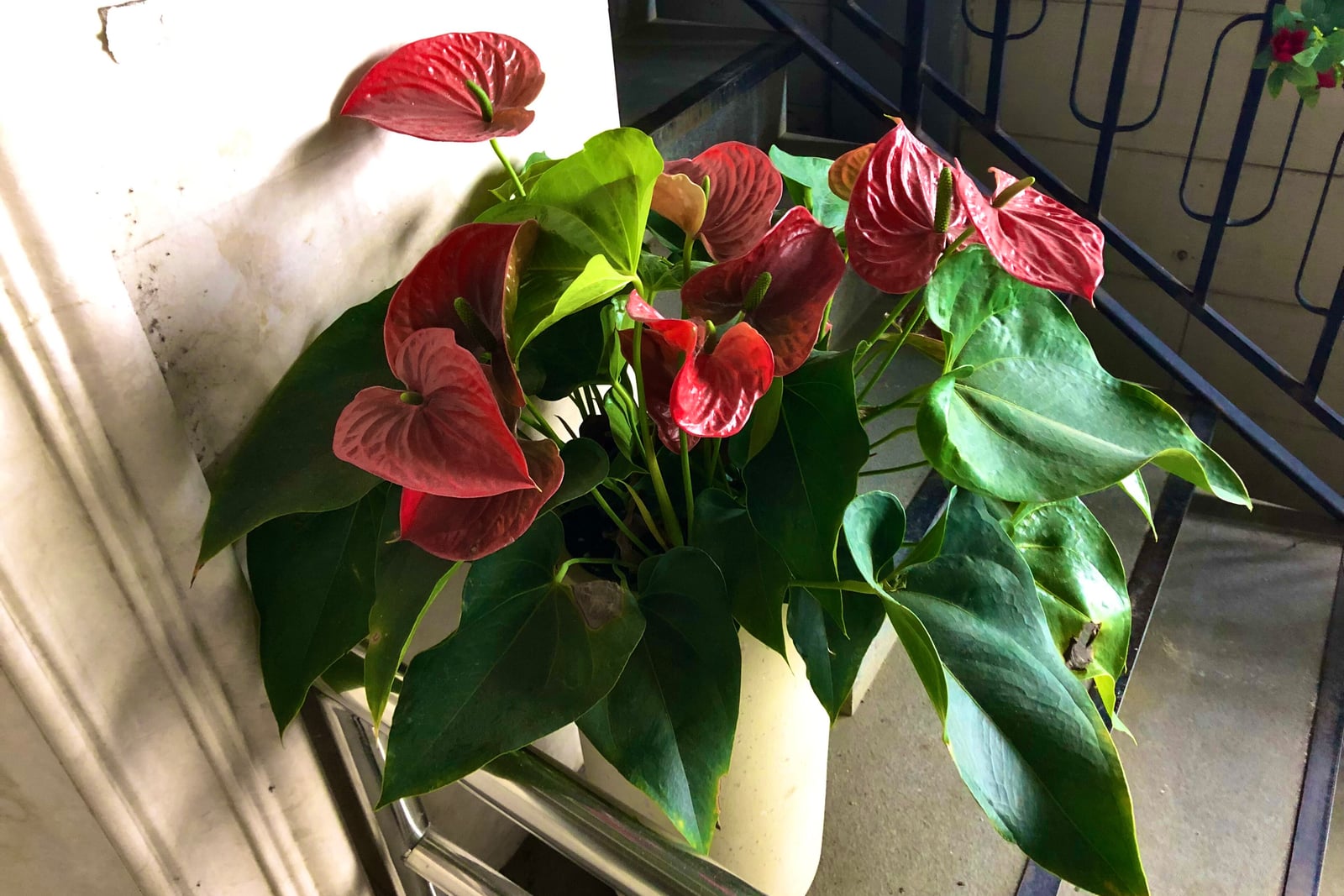 A potted anthurium (Anthurium andraeanum) in a cream pot on a stair landing beside a black iron railing and a pale wall: a bushy plant of large, dark green, heart-shaped leaves on long stalks, crowded with many glossy dark red, heart-shaped spathes, each with a short pale spadix; one leaf has a brown dead patch.