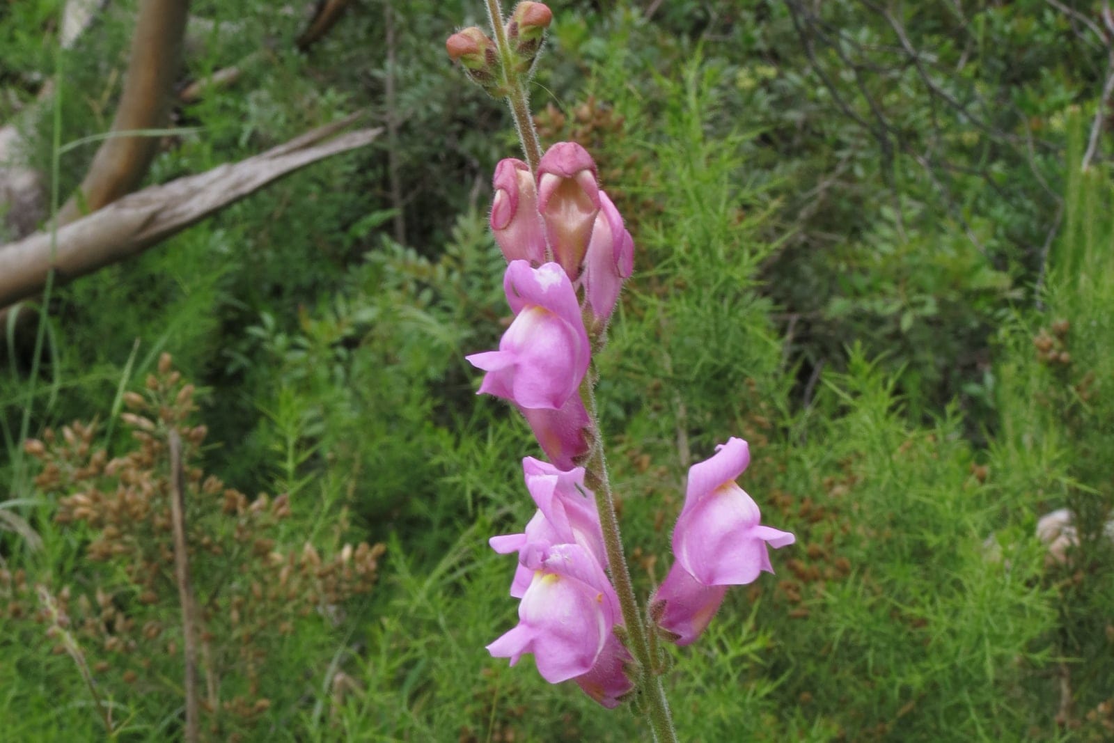 Boca-de-leão (Antirrhinum majus) mostrando um racemo de flores bilabiadas rosadas em "boca de dragão" e botões erguendo-se em uma haste delgada e folhosa.