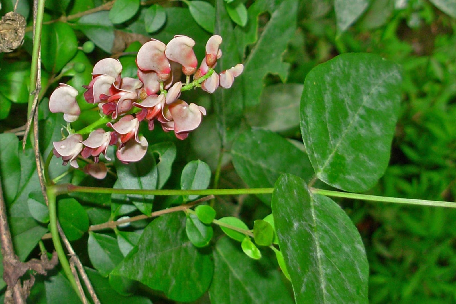 Groundnut (Apios americana) showing a compact raceme of maroon-and-pink pea-like flowers with pinnately compound leaves on a twining stem.