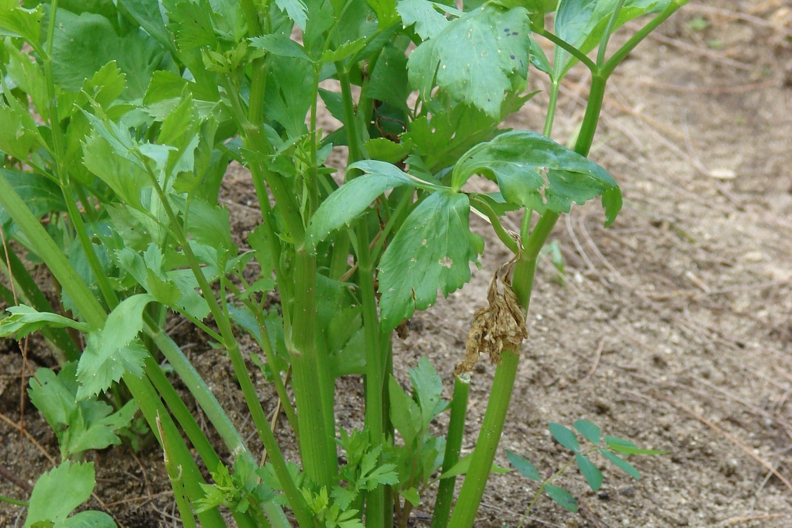 Celery (Apium graveolens var. dulce) growing in a garden bed, showing ribbed green petioles rising from a basal crown topped with pinnate compound leaves.
