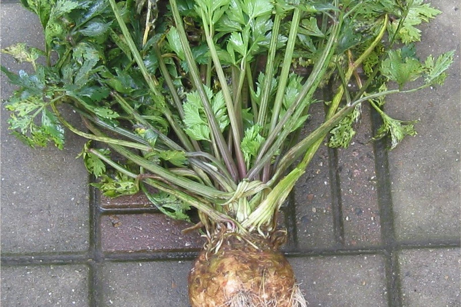 Apionabo (Apium graveolens var. rapaceum) 'Dolvi': una planta cosechada que muestra la raíz engrosada y nudosa (hipocótilo) con raicillas debajo y, arriba, un abanico de hojas divididas y aromáticas, parecidas a las del apio, sobre pecíolos acanalados.