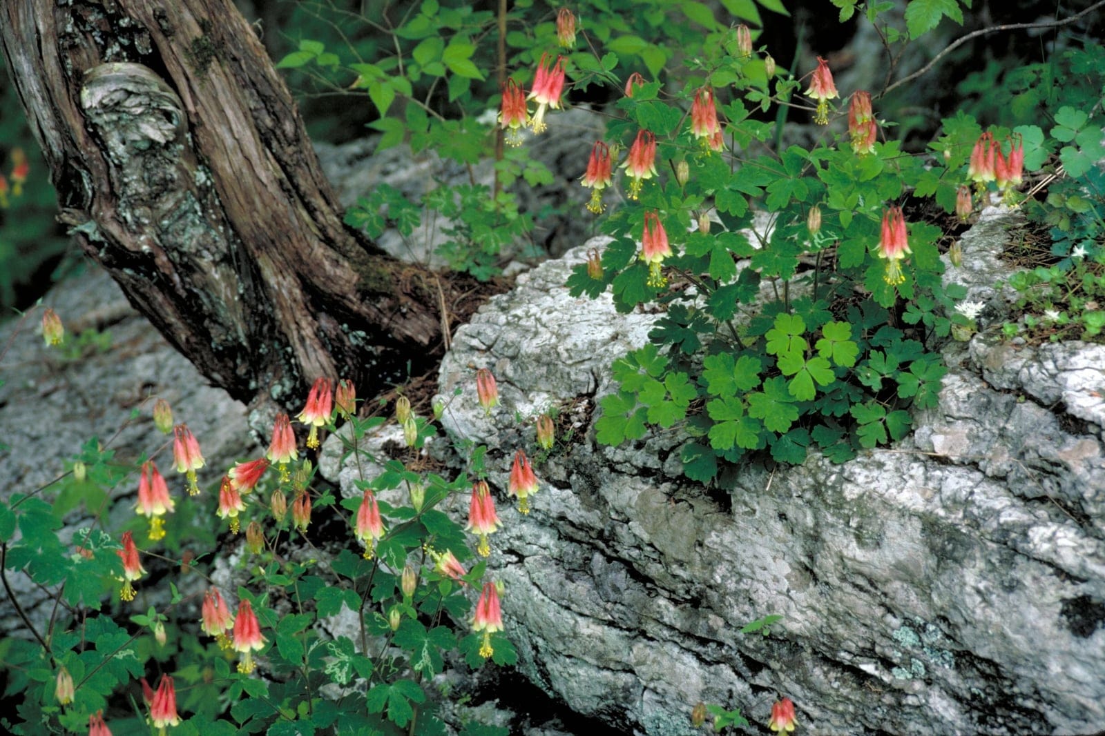 Wild columbine (Aquilegia canadensis) whole plant in rocky-ledge habitat, the airy blue-green compound foliage hung with nodding red-and-yellow spurred flowers.