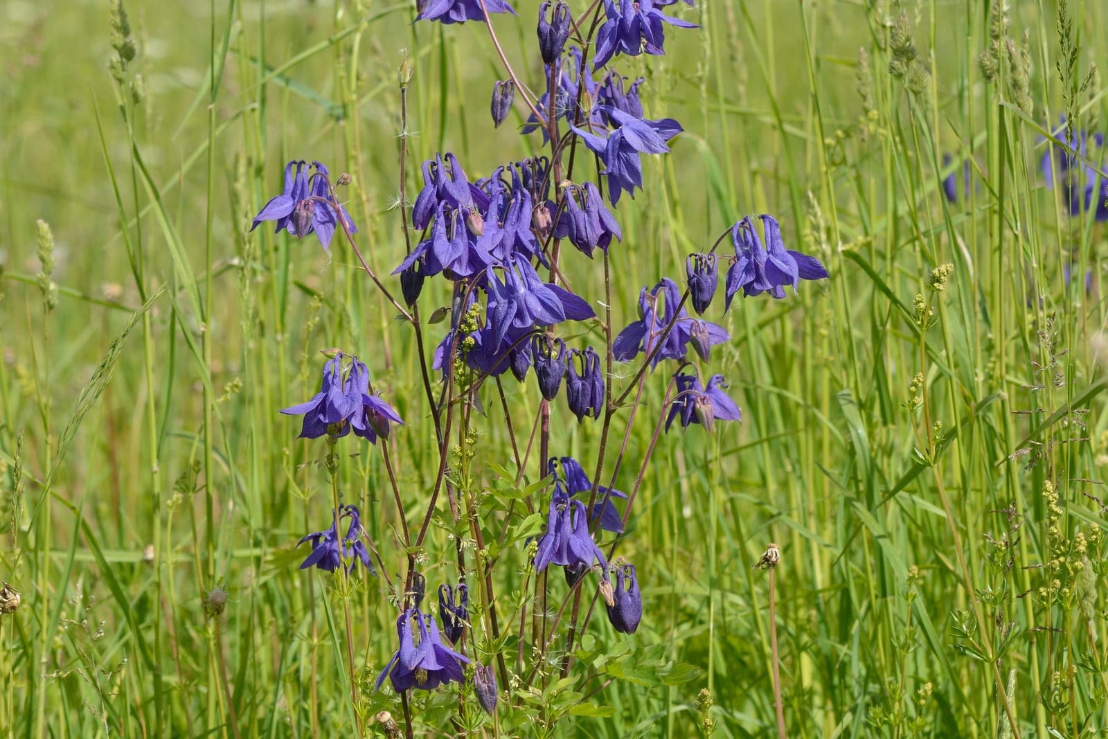 European columbine (Aquilegia vulgaris) - a wild-form plant flowering in a meadow, its airy upright branching stems carrying nodding blue-violet, spur-tipped flowers above basal compound foliage.