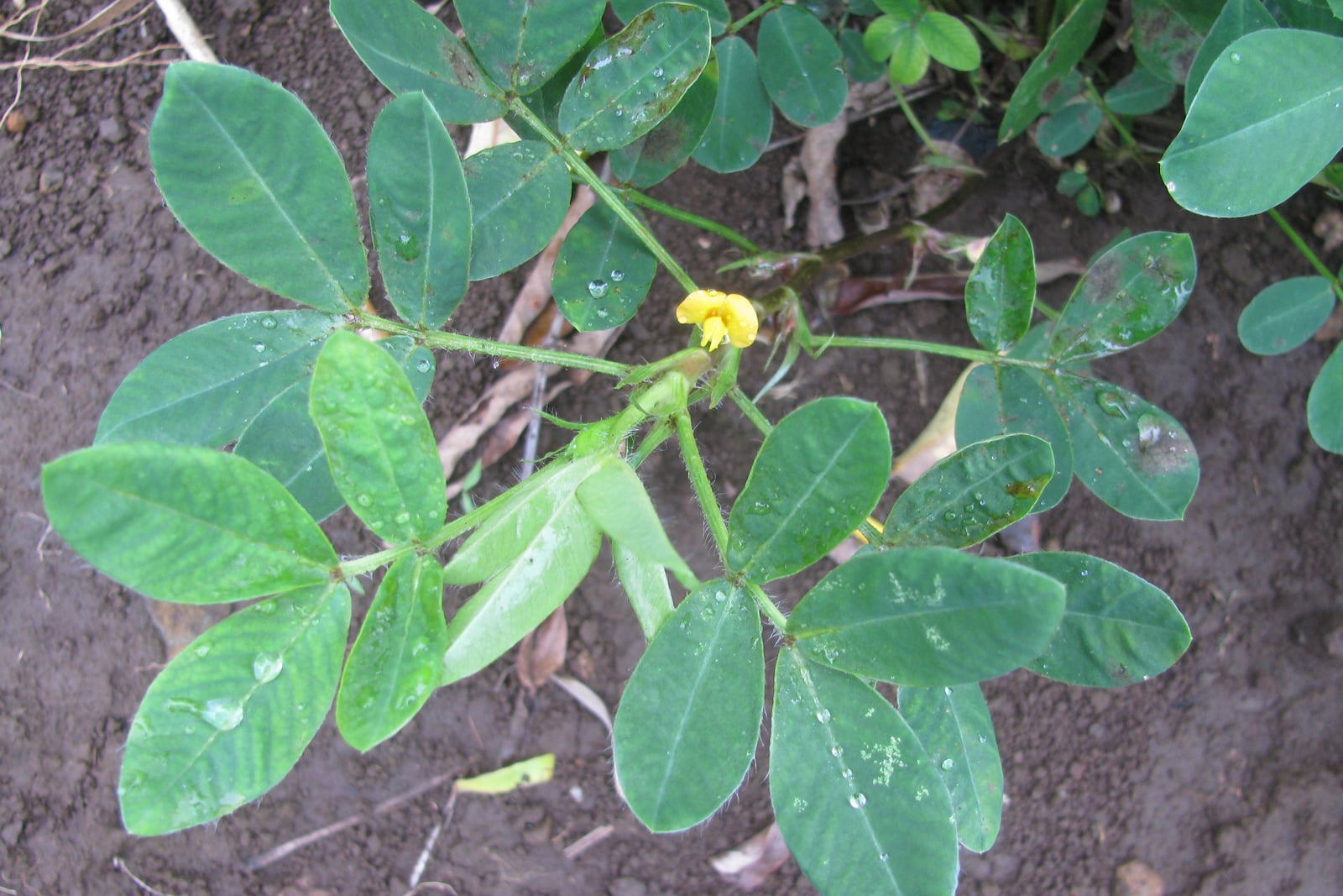 Feuilles d'arachide (Arachis hypogaea) et une petite fleur jaune de type pois, photographiées à Waihee, à Maui (Hawaï).
