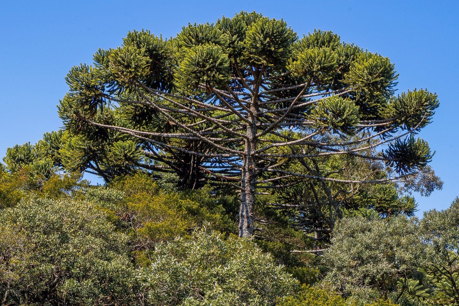Paraná pine (Araucaria angustifolia) - flat-topped candelabra/umbrella crown atop a tall straight trunk, tiered whorls of nearly horizontal branches turning upward at the tips, dense dark-green foliage concentrated in tufts at the branch ends.