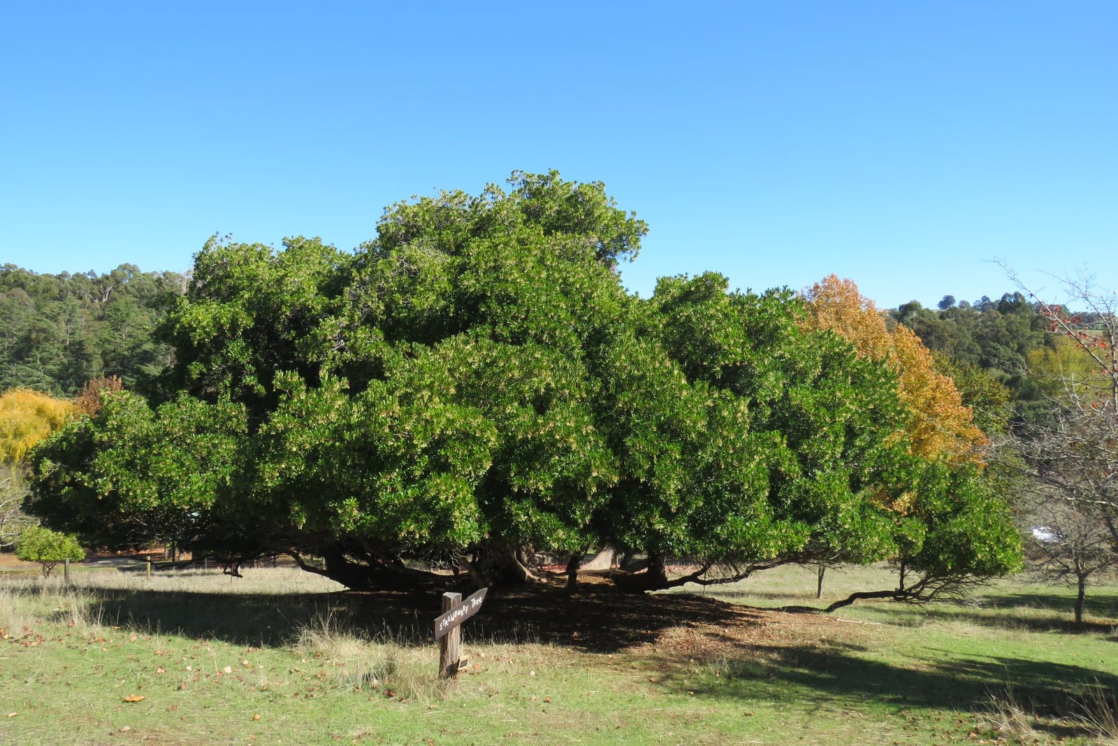 Strawberry tree (Arbutus unedo) - broad, low-branching multi-stemmed habit with a dense rounded spreading crown, dense dark-green glossy evergreen foliage, short stout trunk dividing near the base into wide-spreading limbs.
