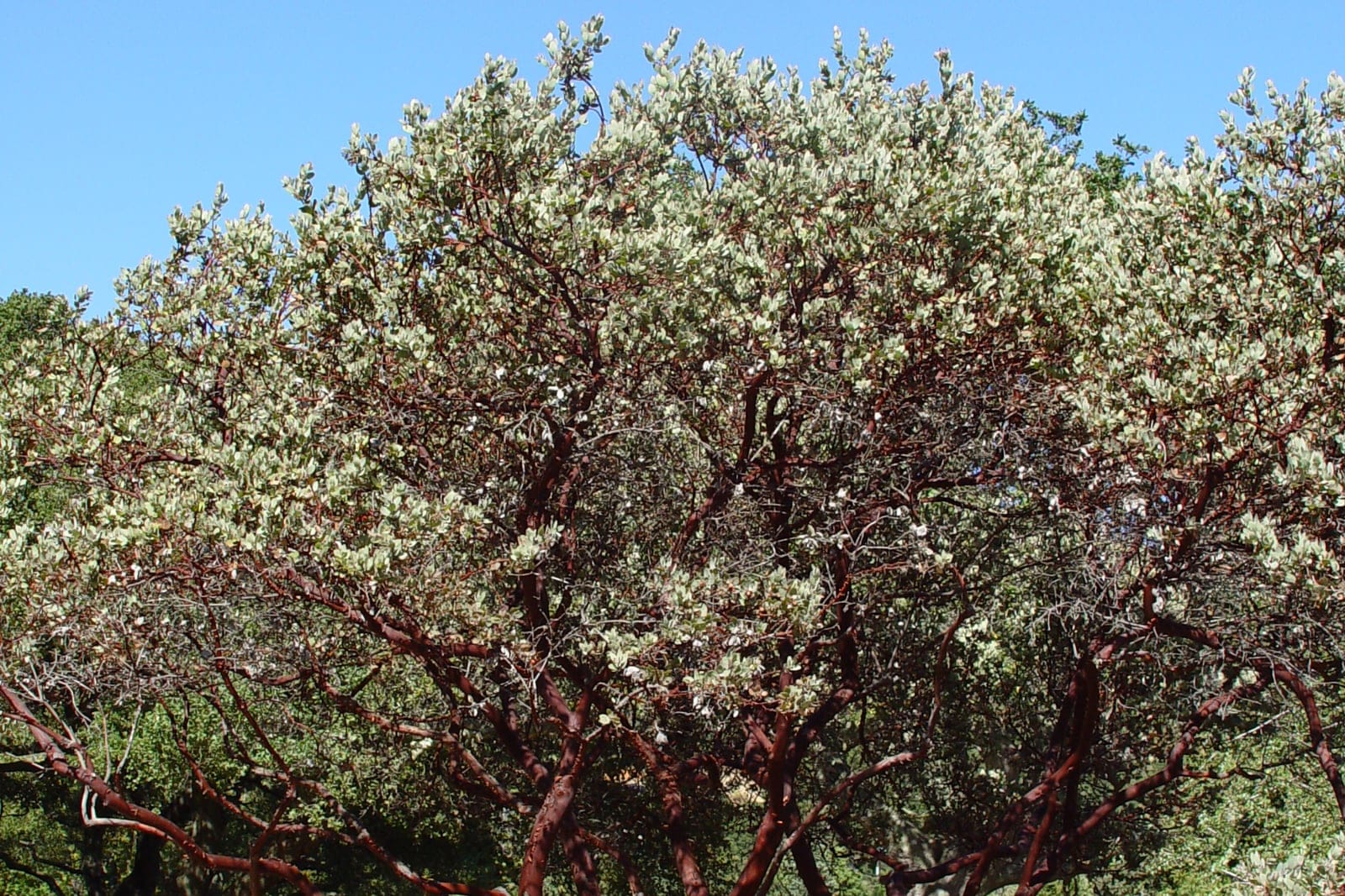 Common manzanita (Arctostaphylos manzanita) - a mature multi-trunked shrub against open sky, its muscular red-brown trunks branching up into a rounded crown of grey-green evergreen foliage.