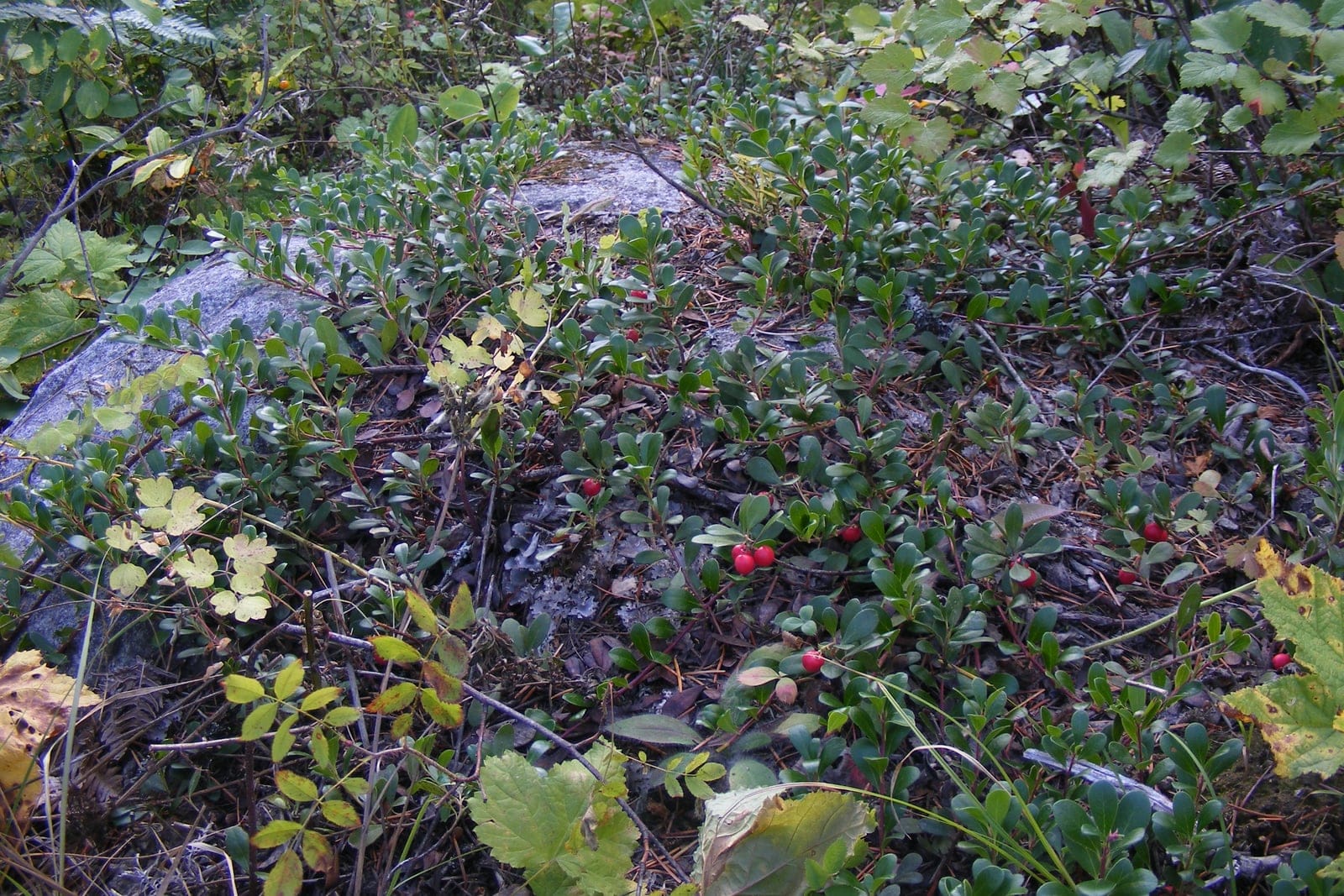 Bearberry (Arctostaphylos uva-ursi) - a prostrate evergreen mat spreading over boulders, studded with small glossy leaves and bright red berries.
